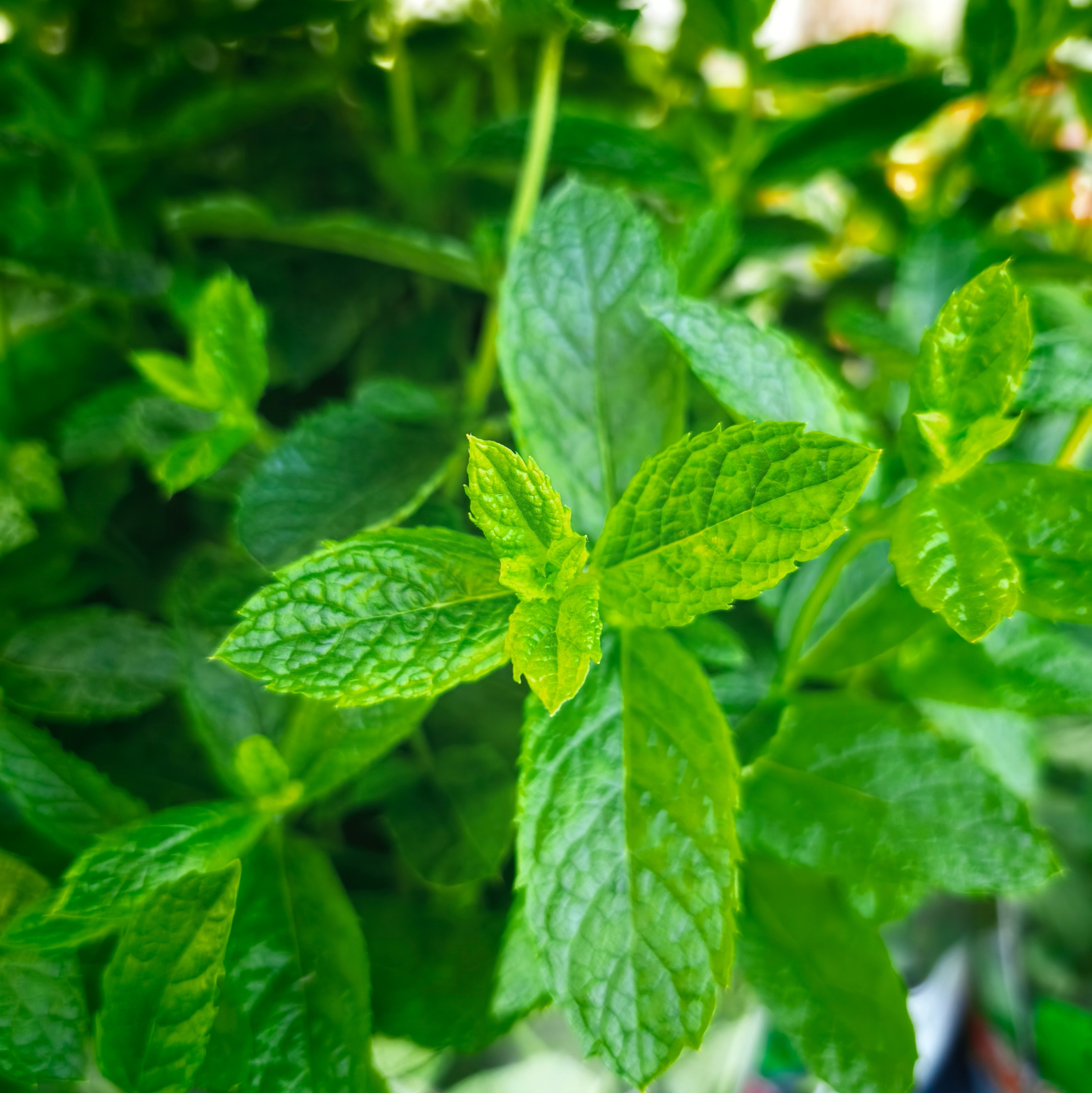 MENTHA Mięta