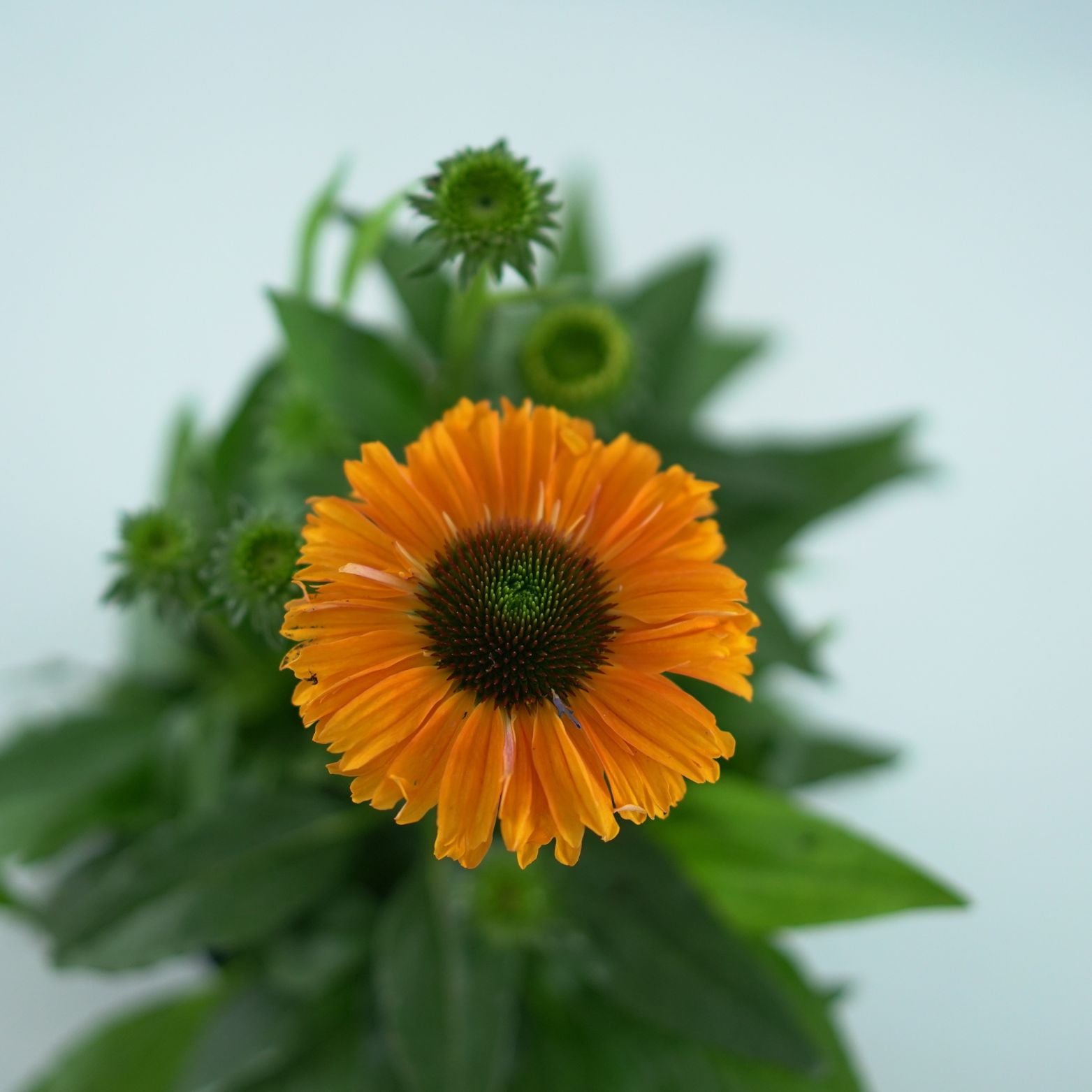 ECHINACEA PURPUREA Jeżówka purpurowa
