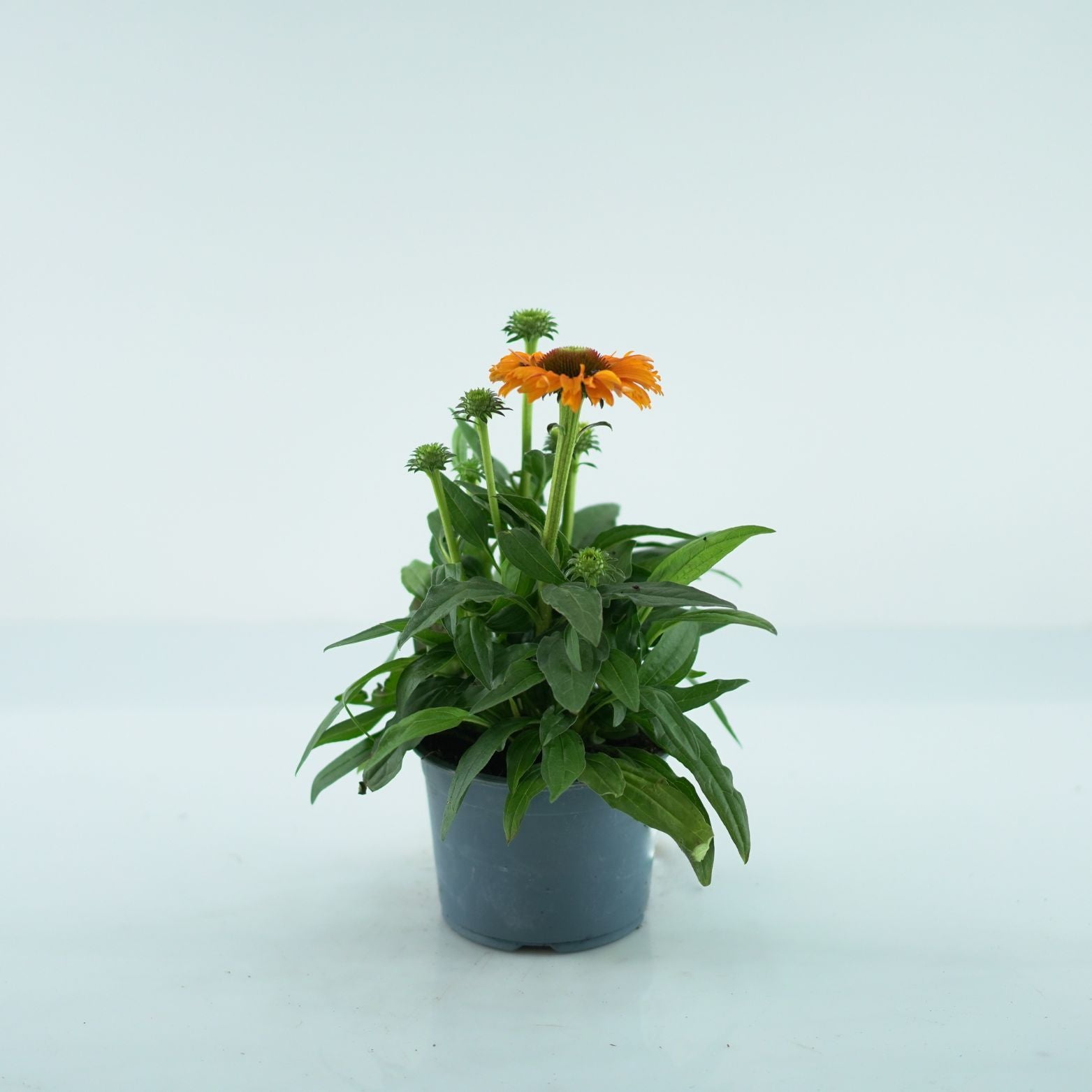 ECHINACEA PURPUREA Jeżówka purpurowa
