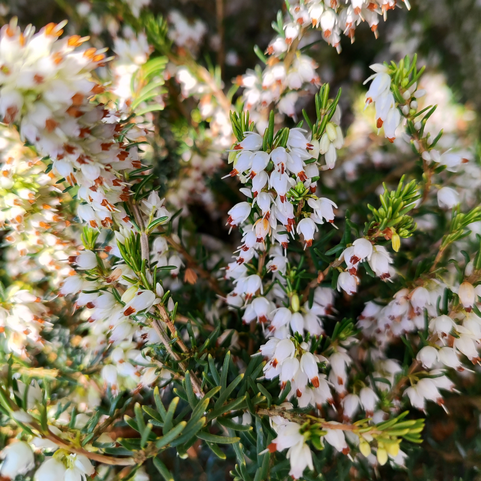 erica darleyensis biała wersja