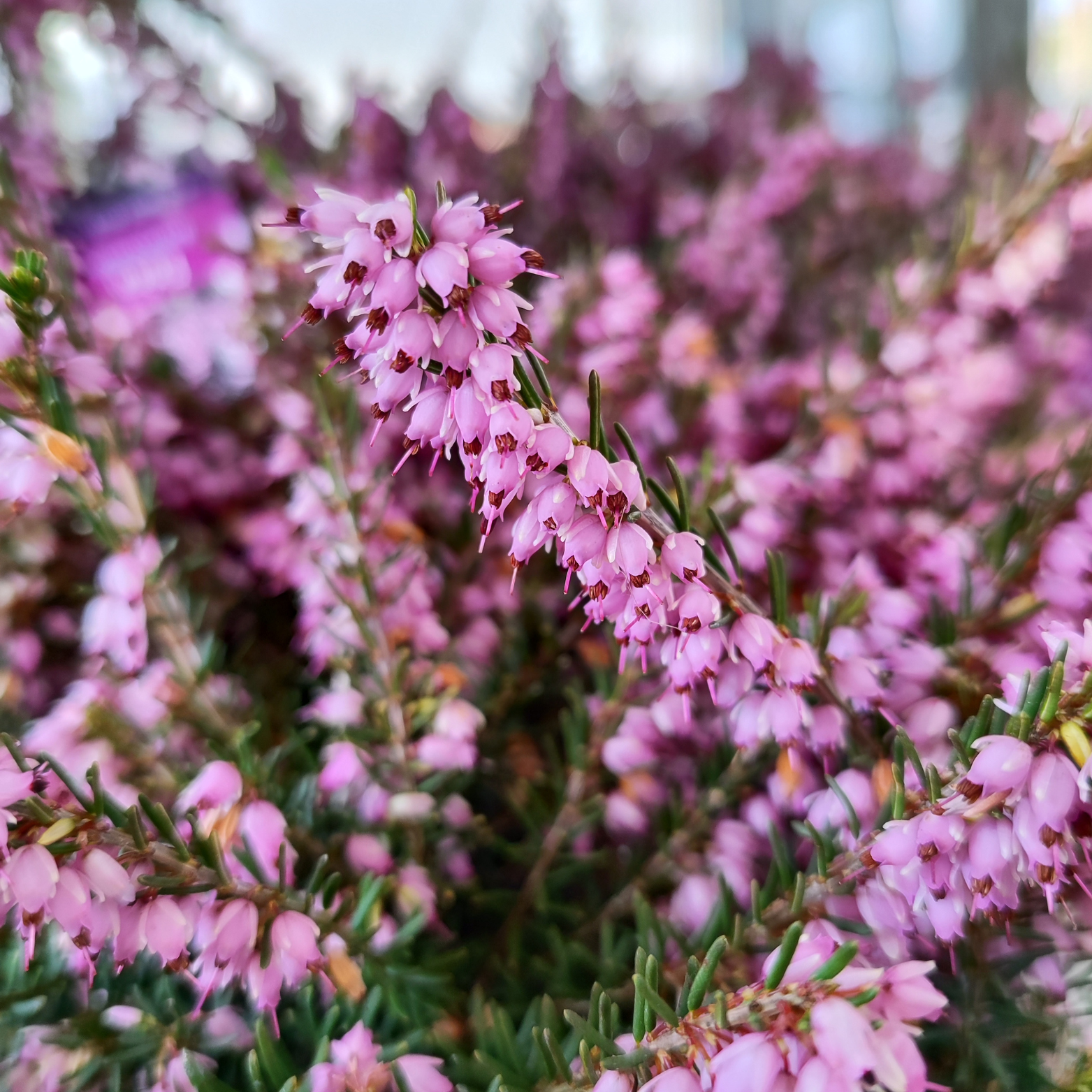 erica darleyensis wersja róż