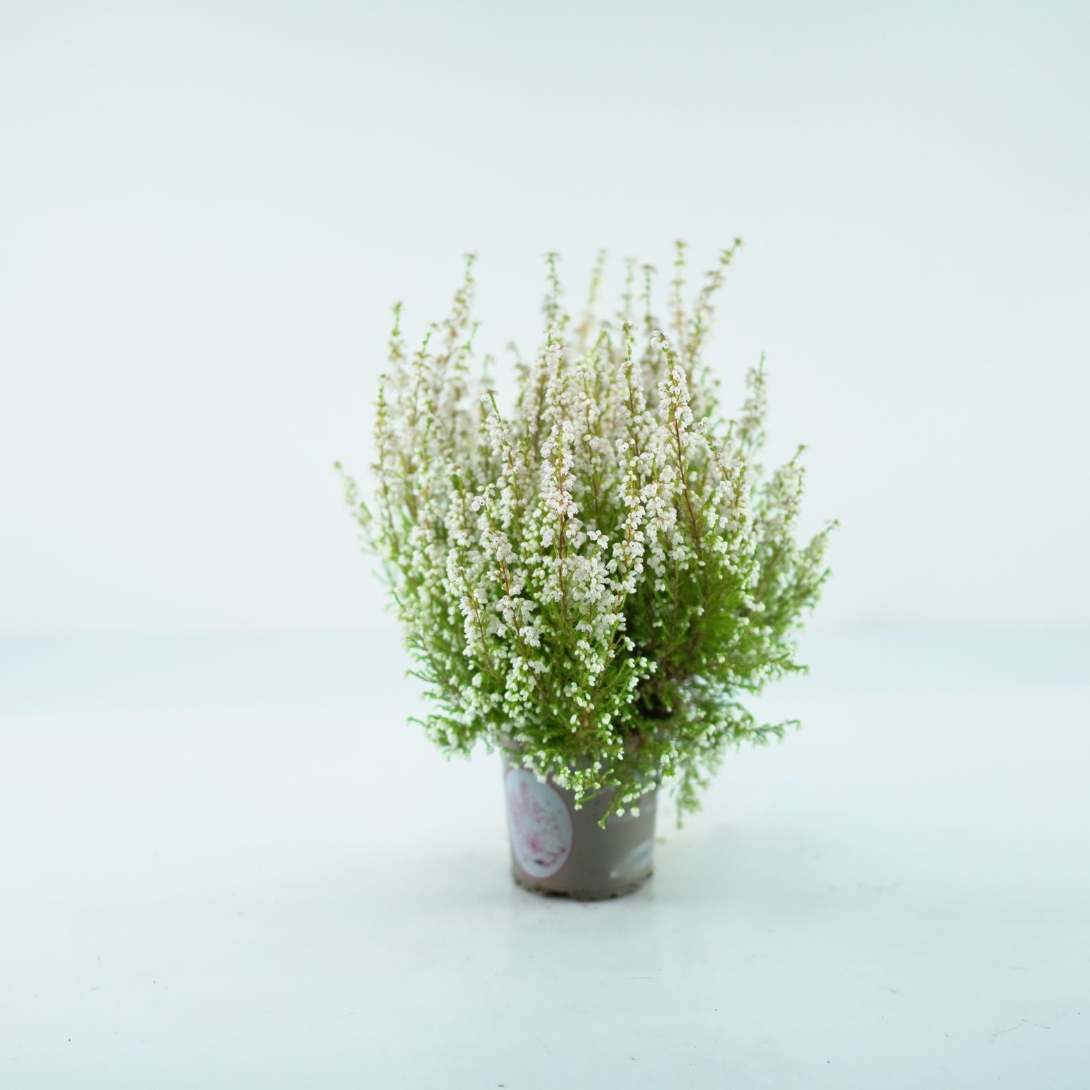 Erica Gracilis