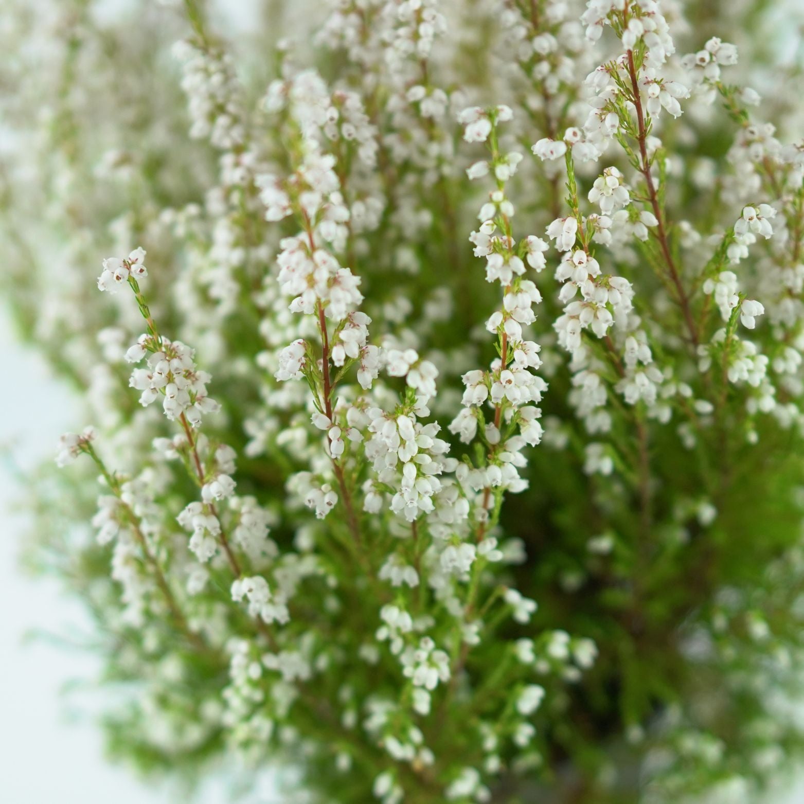 Erica Gracilis
