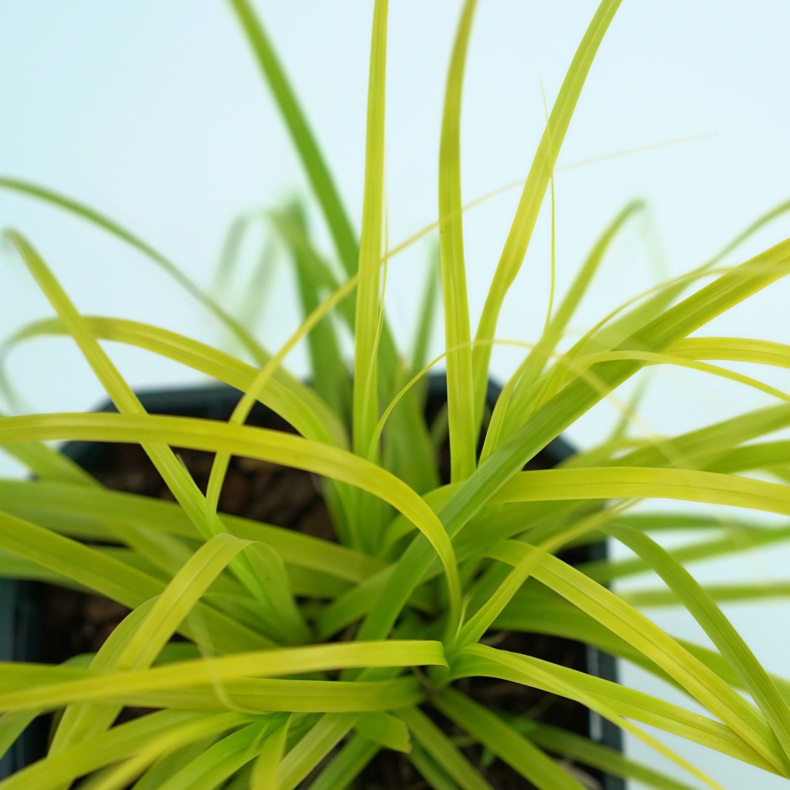 CAREX OSHIMENSIS 'EVERILLO' Turzyca oszimska
