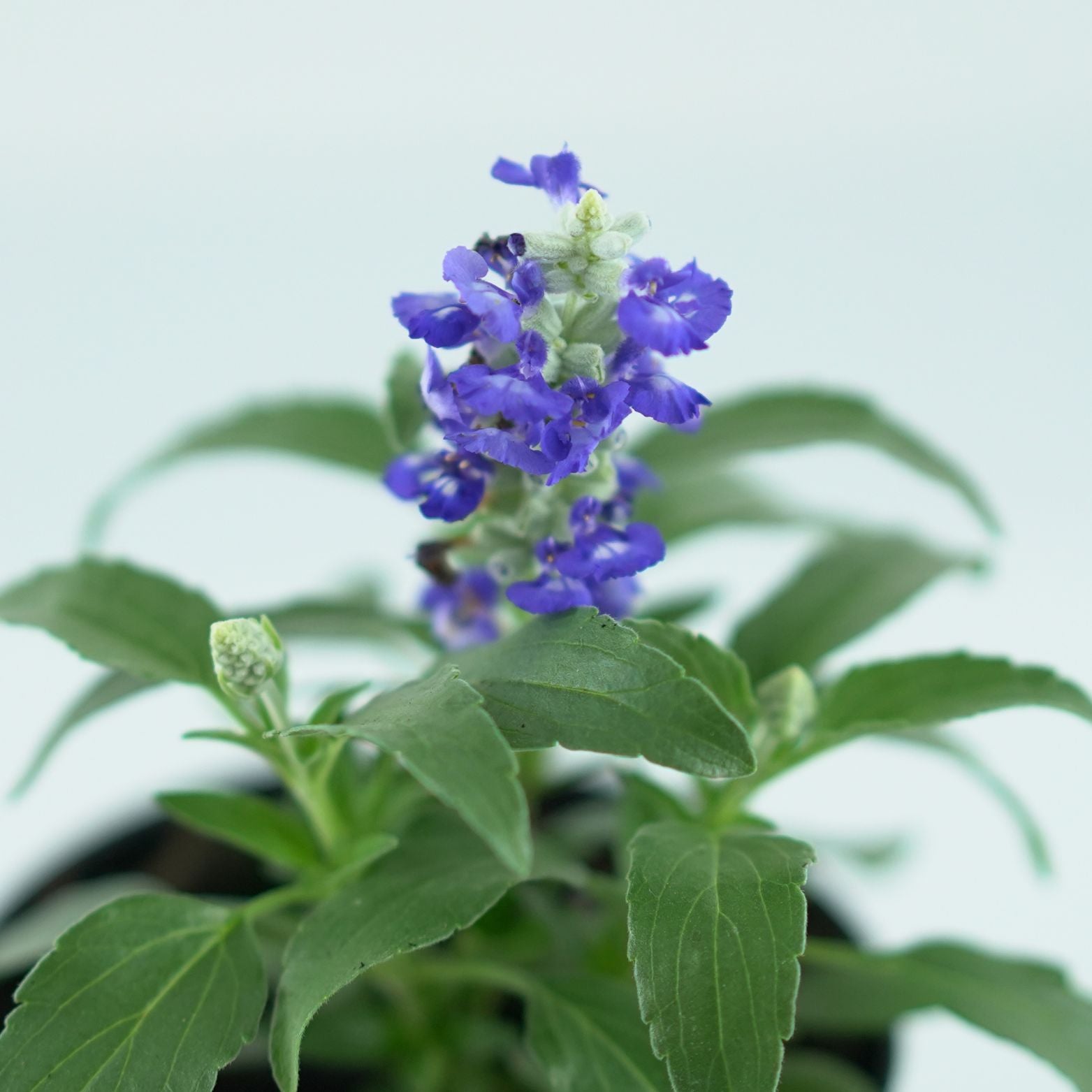 SALVIA FARINACEA Szałwia omączona