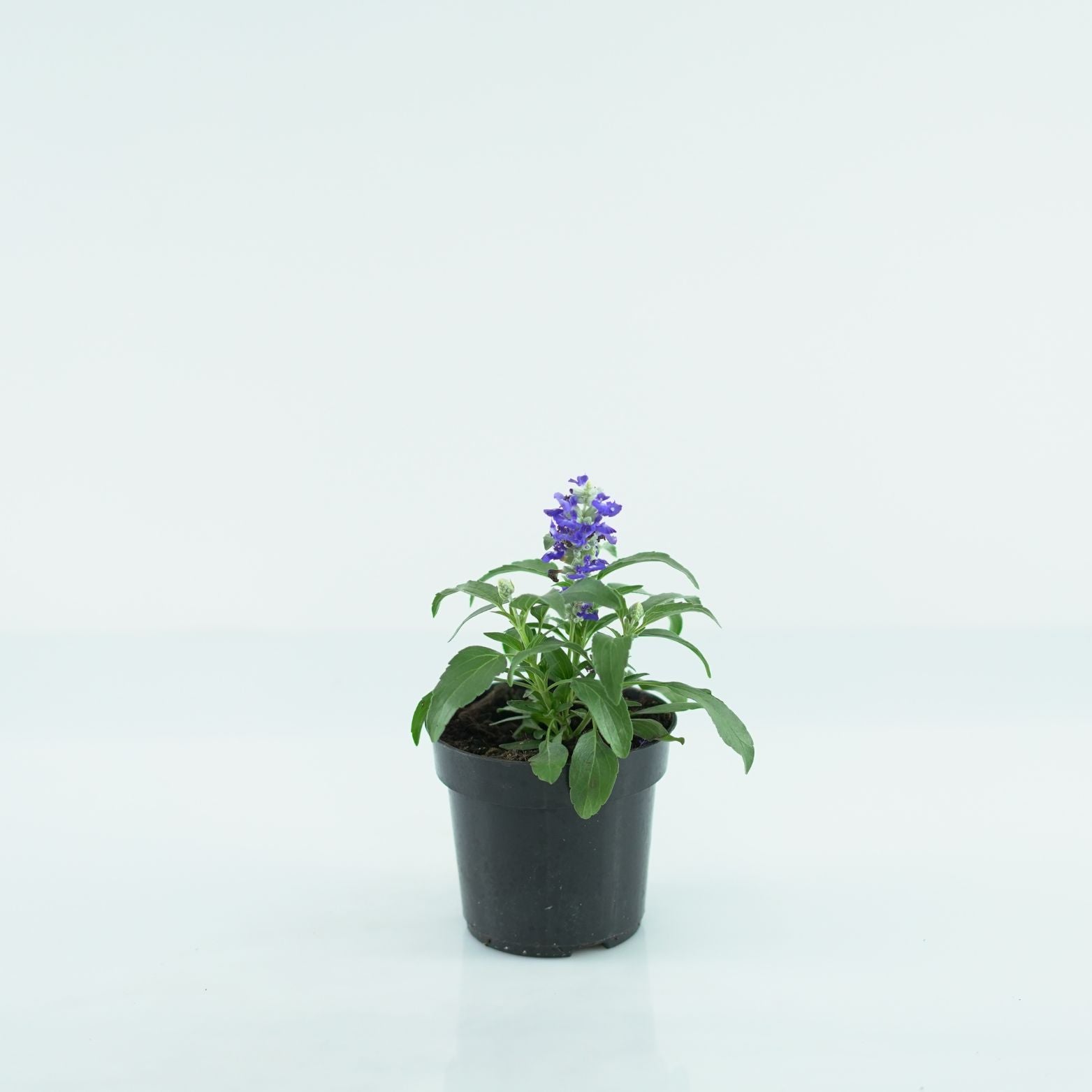 SALVIA FARINACEA Szałwia omączona