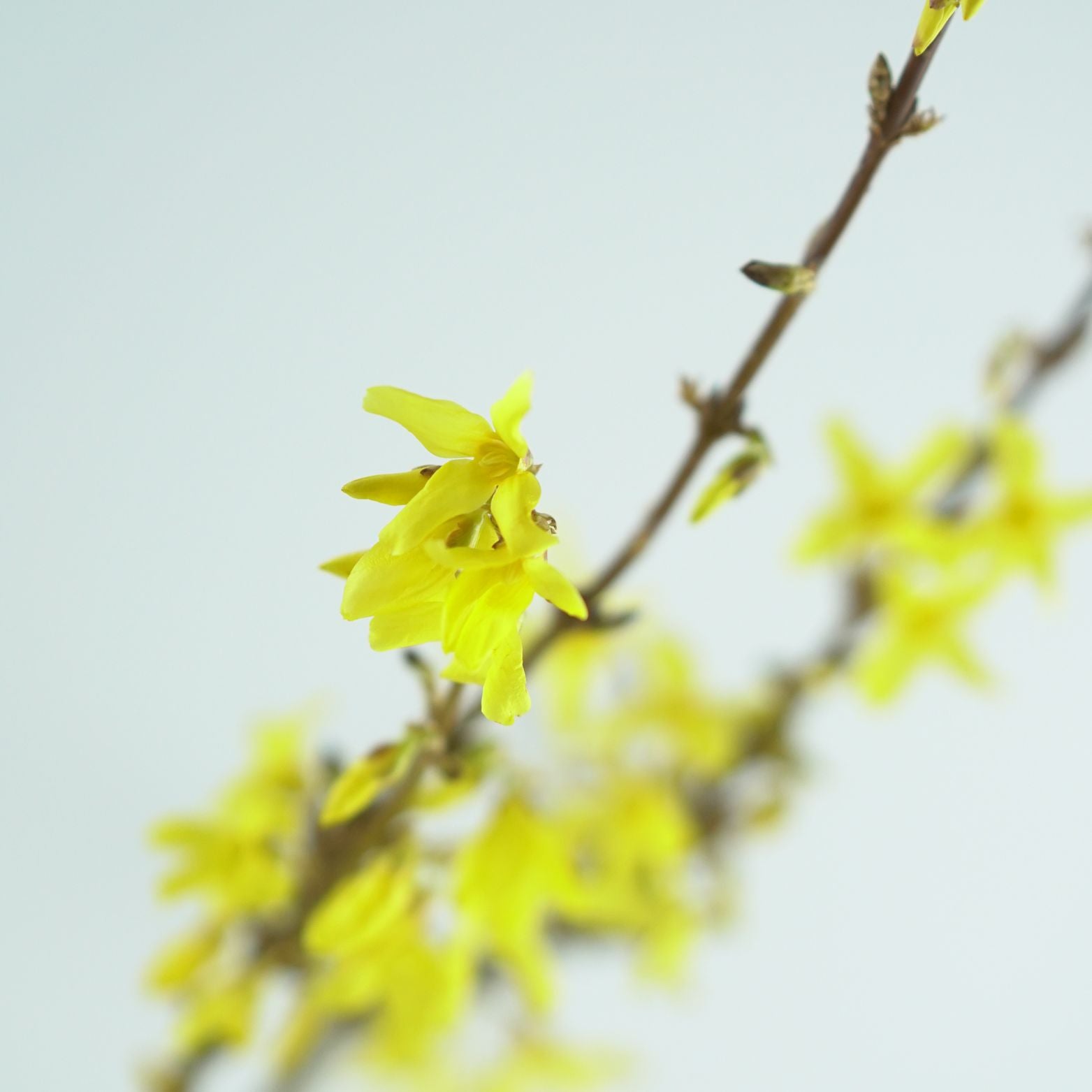 FORSYTHIA INTERMEDIA 'Mikador' Forsycja pośrednia
