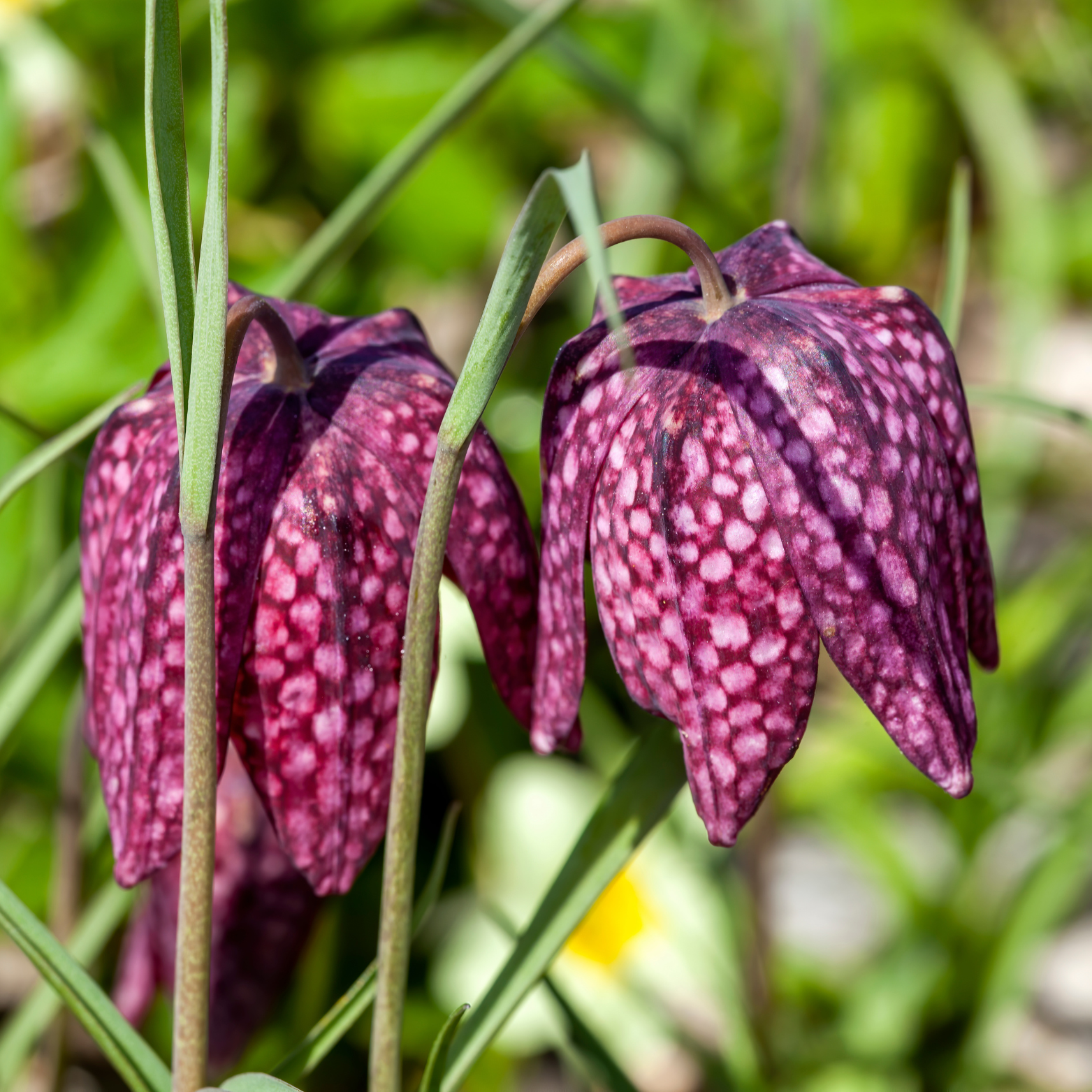 FRITILLARIA MELEAGRIS Szachownica