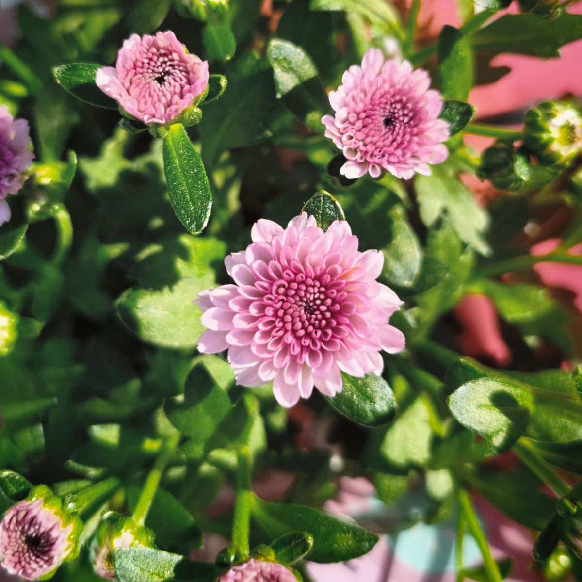 CHRYSANTHEMUM ‘Jellyfish’ Chryzantema