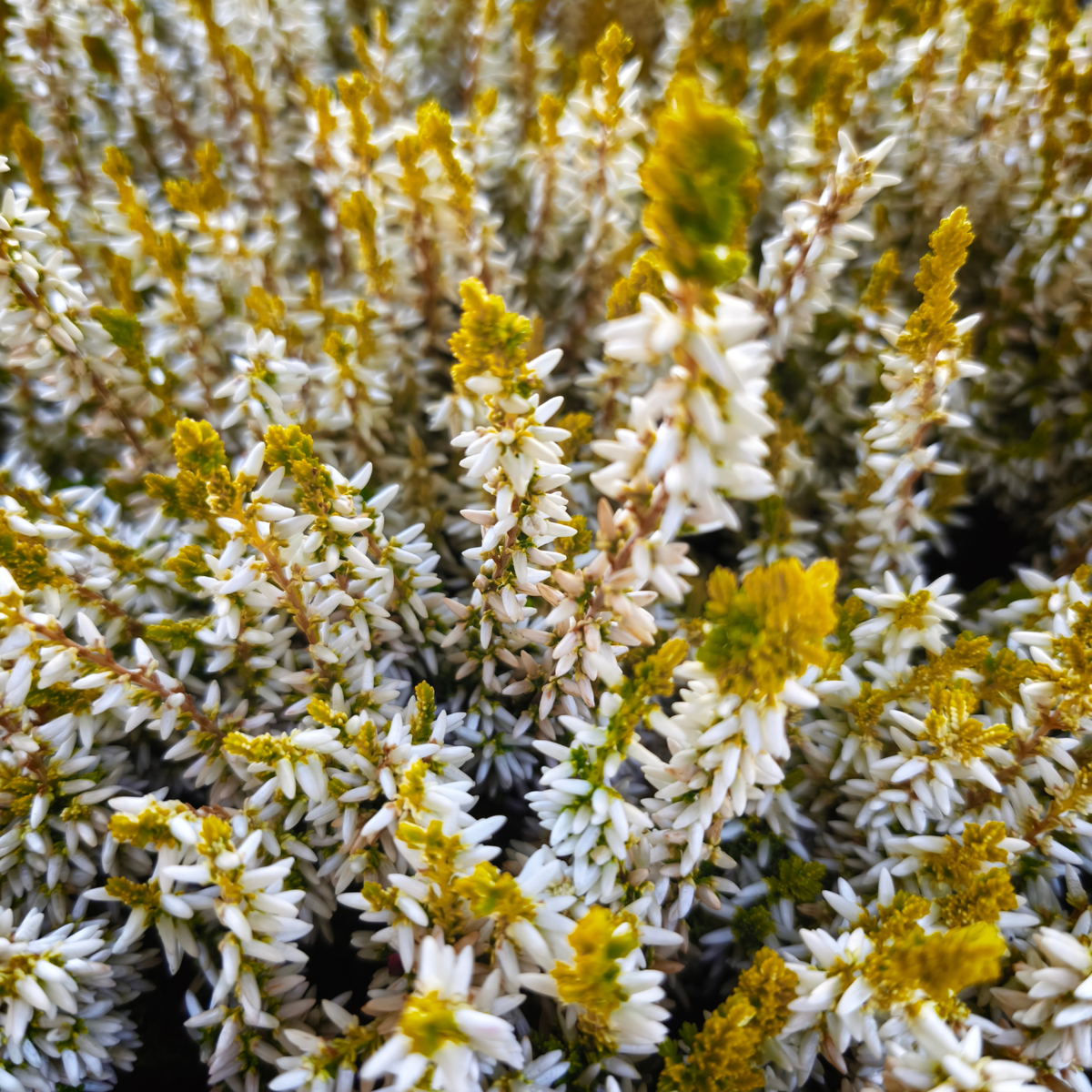 CALLUNA VULGARIS 'GARDEN GIRLS' Wrzos pospolity