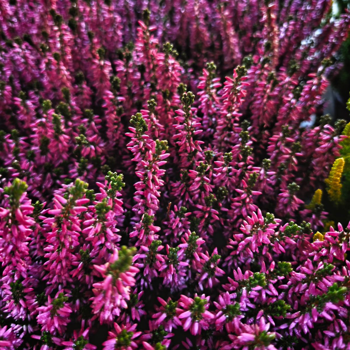 CALLUNA VULGARIS 'GARDEN GIRLS' Wrzos pospolity