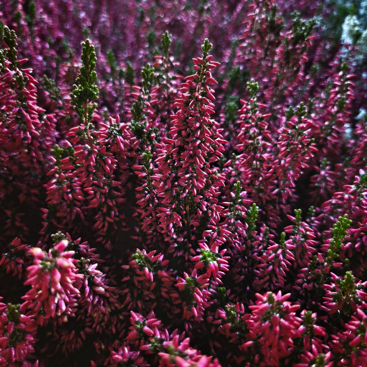 CALLUNA VULGARIS 'GARDEN GIRLS' Wrzos pospolity