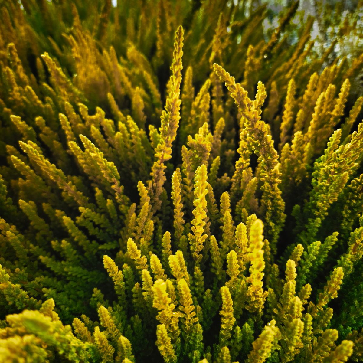 CALLUNA VULGARIS 'GARDEN GIRLS' Wrzos pospolity