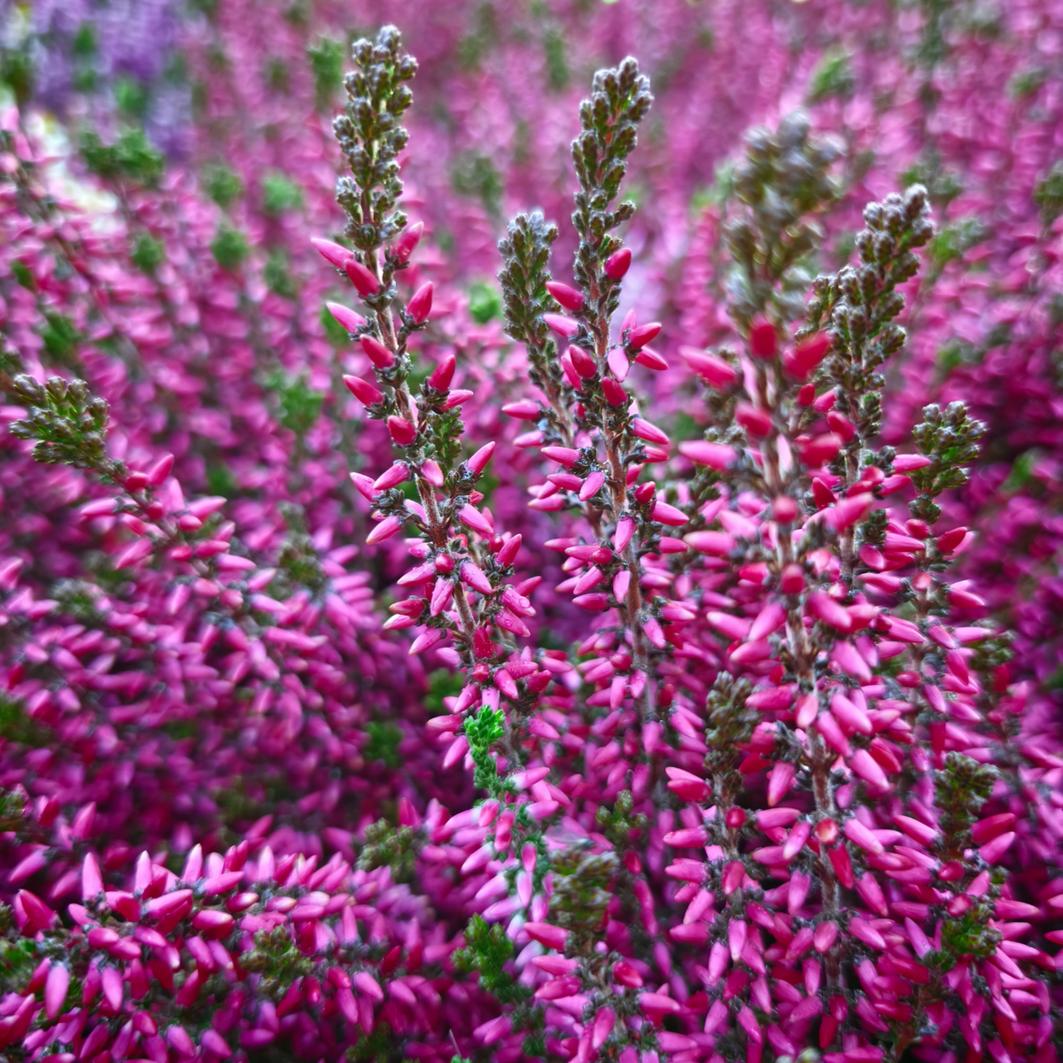 CALLUNA VULGARIS 'GARDEN GIRLS' Wrzos pospolity