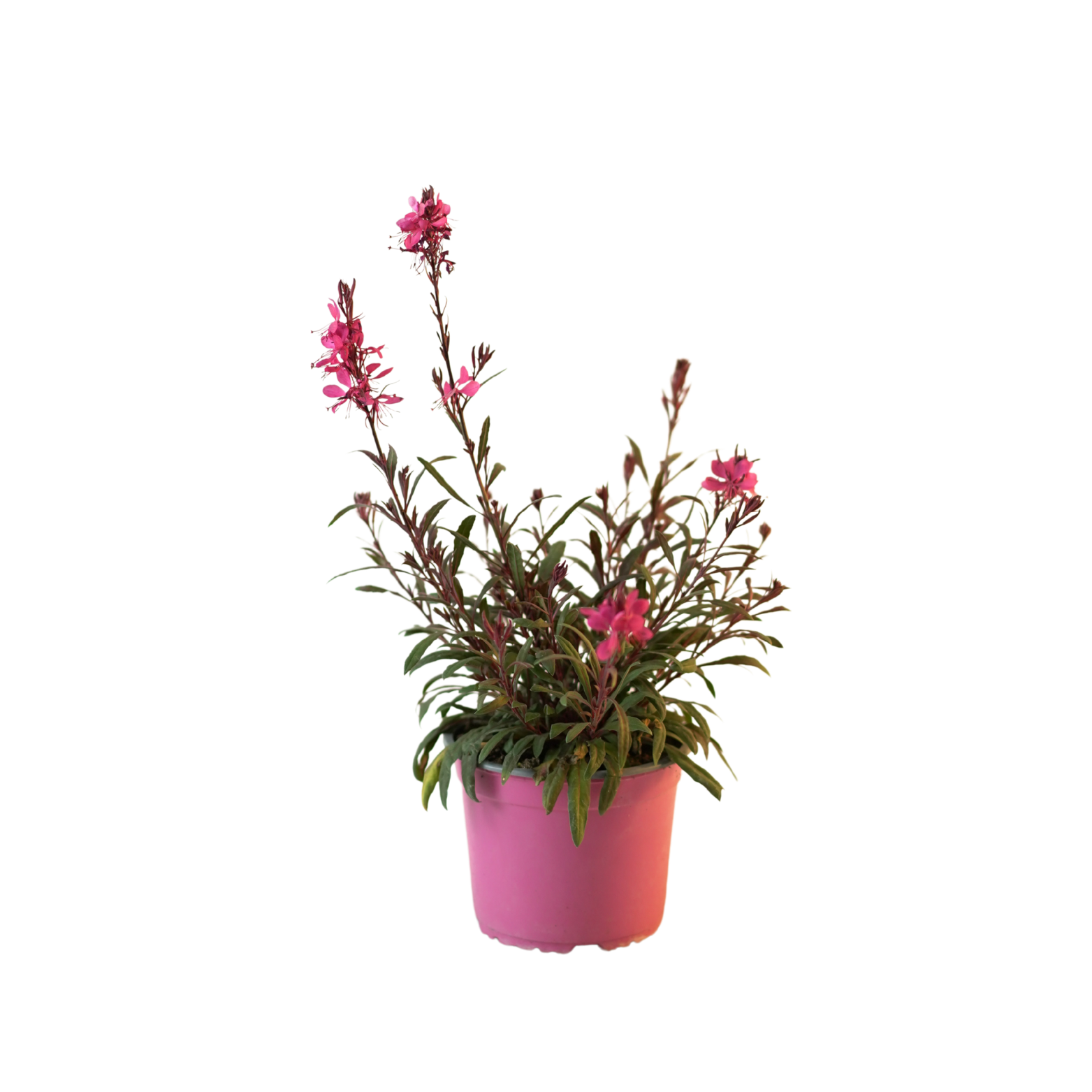 GAURA LINDHEIMERI  Gaura Lindheimera