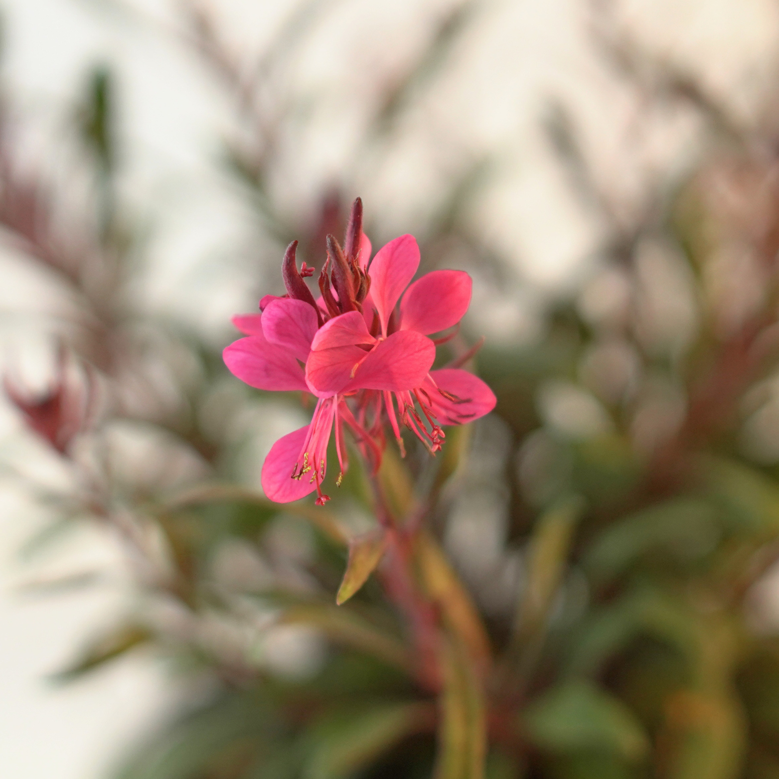 GAURA LINDHEIMERI  Gaura Lindheimera