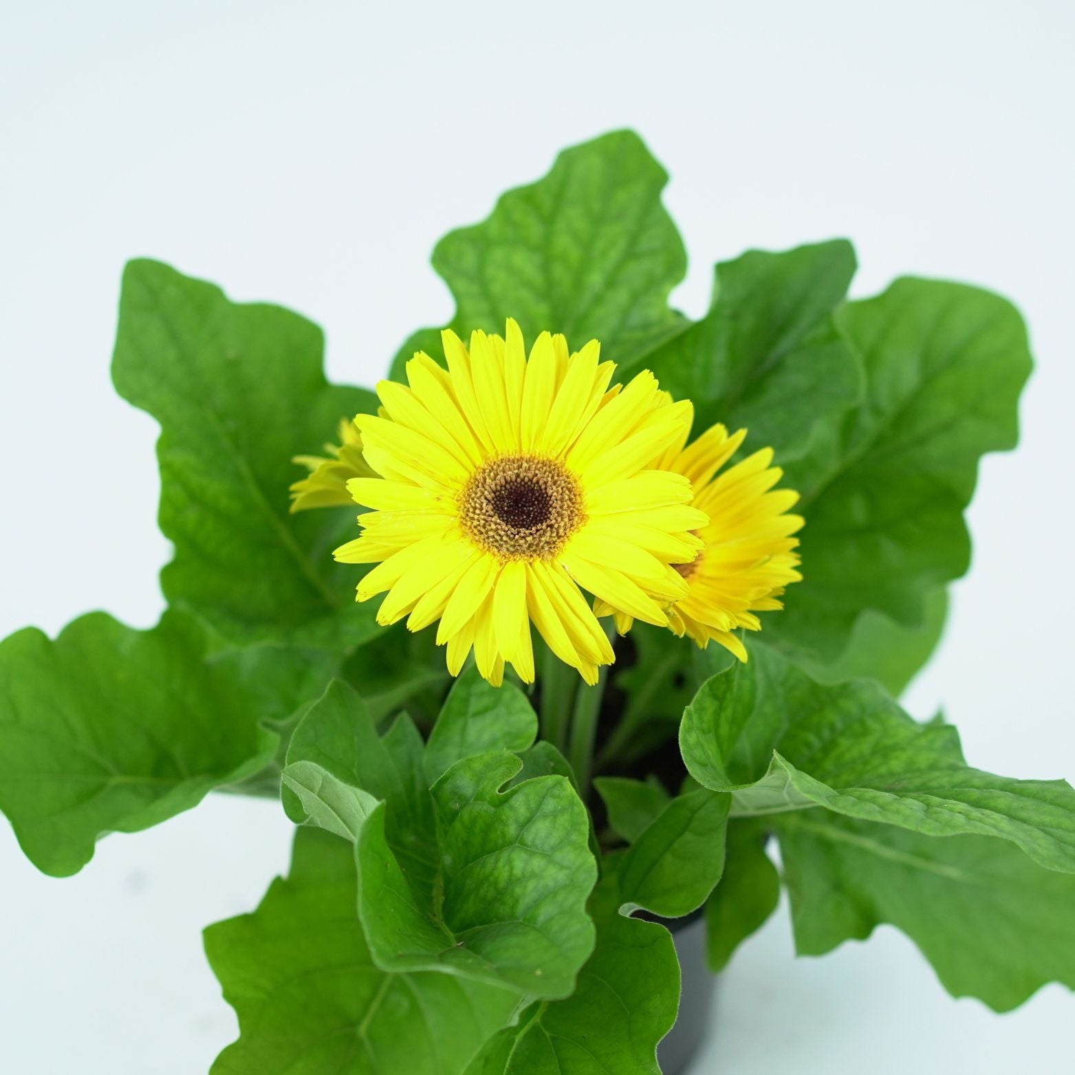 gerbera