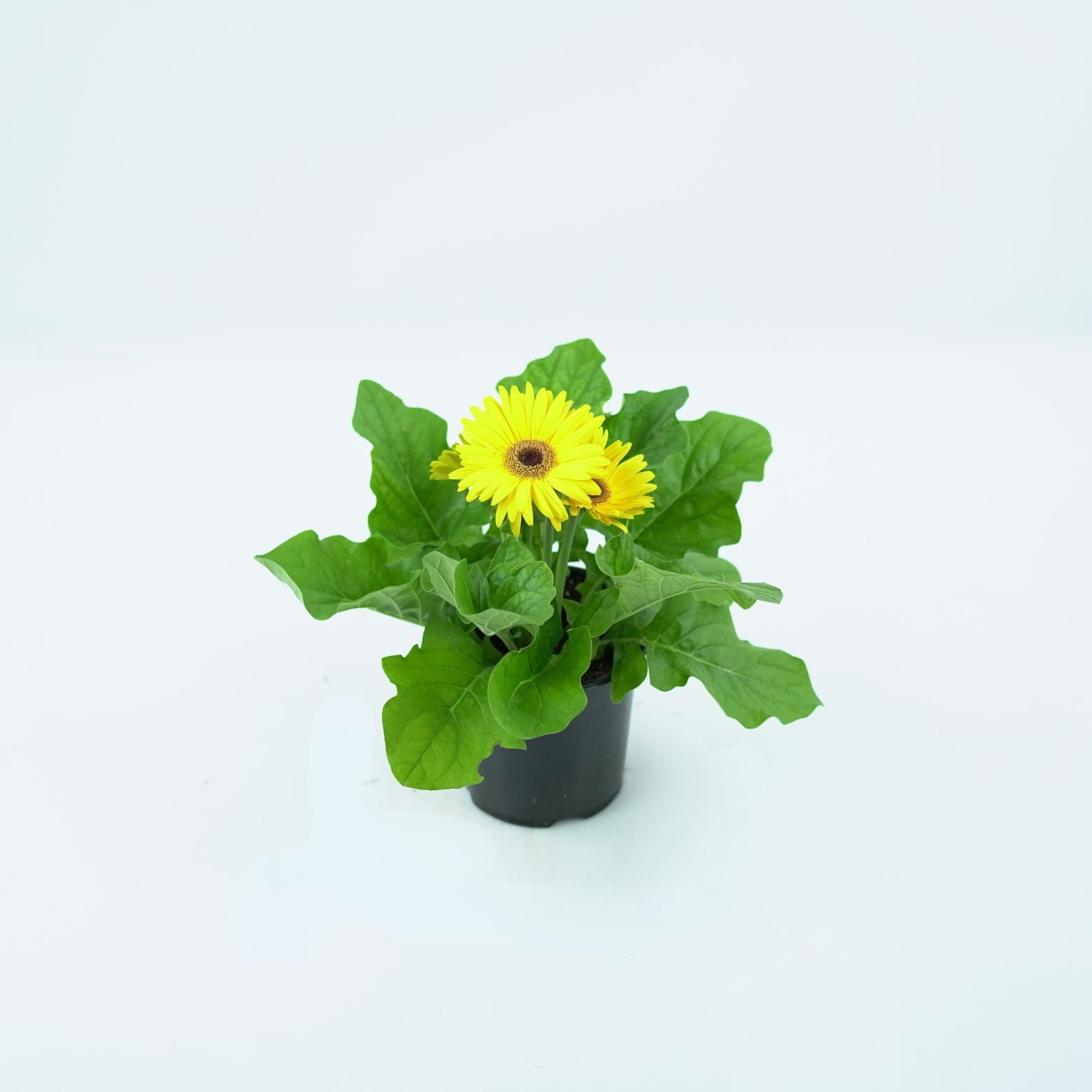 gerbera