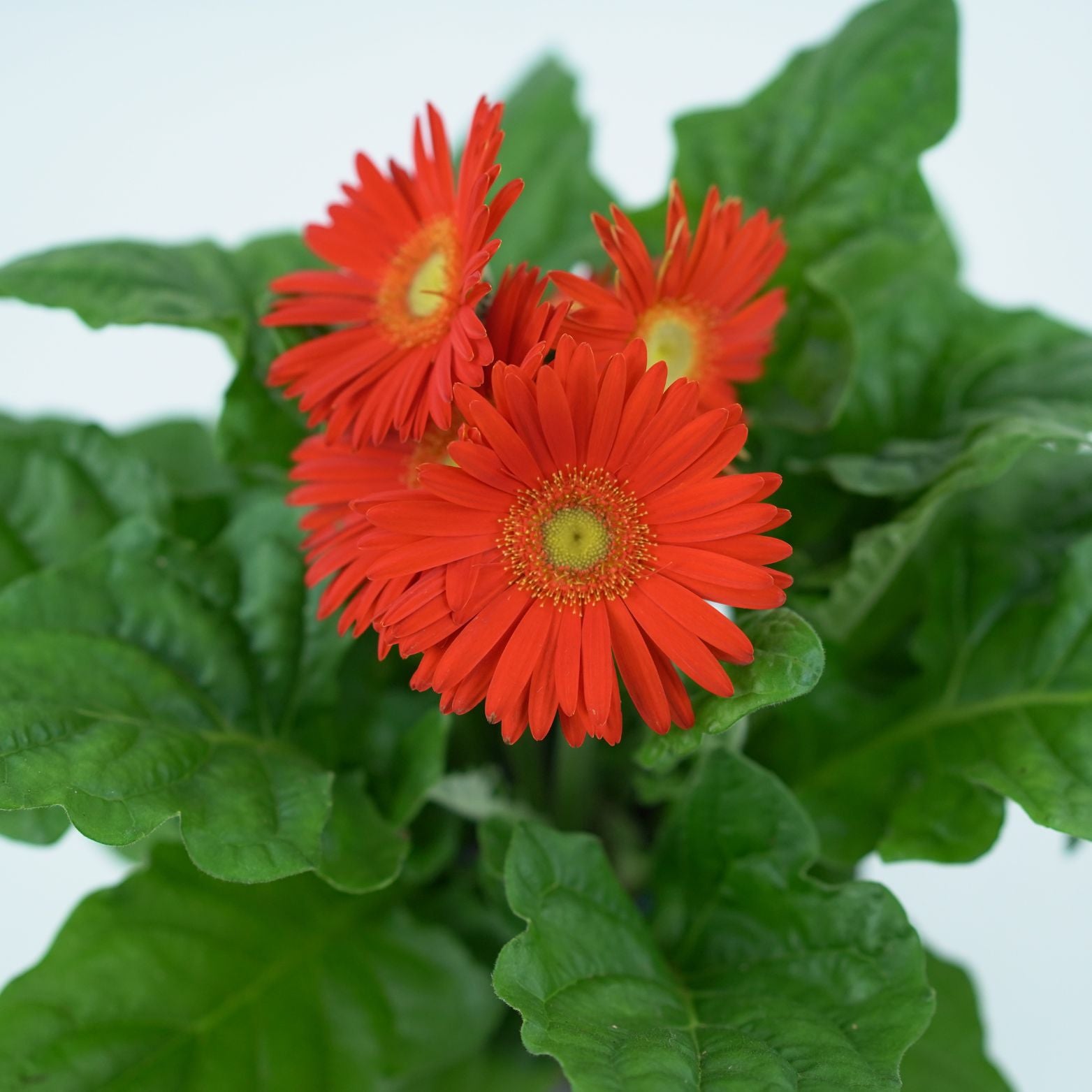 gerbera