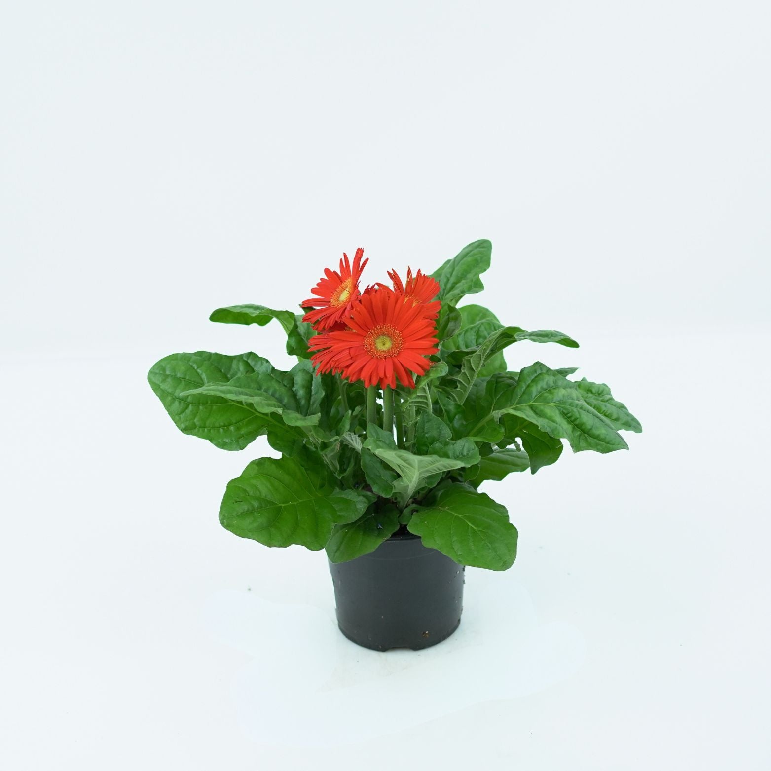 GERBERA