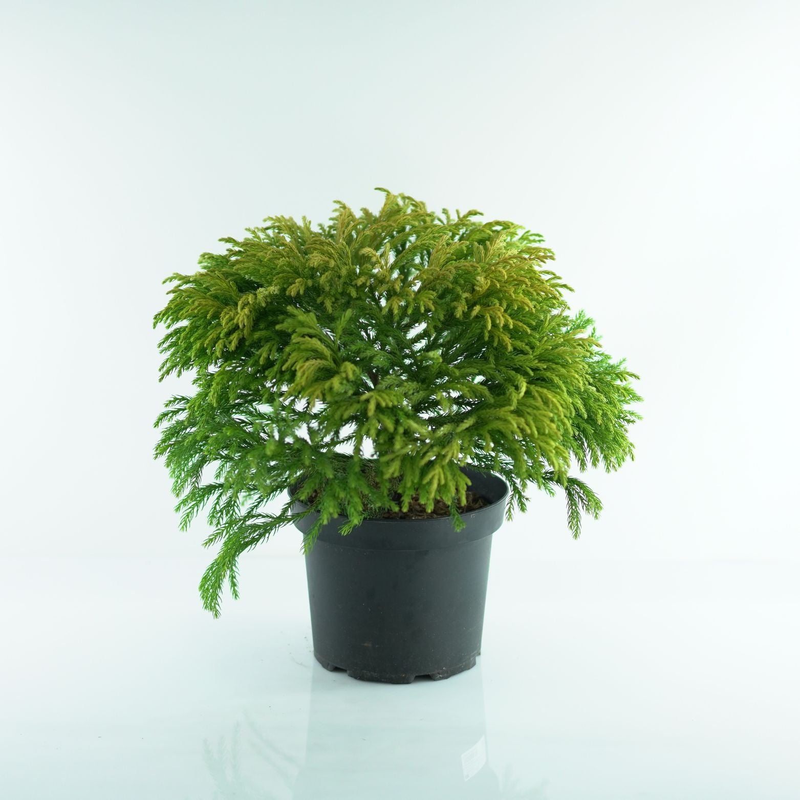 CRYPTOMERIA JAPONICA 'GLOBOSA NANA' Szydlica Japońska