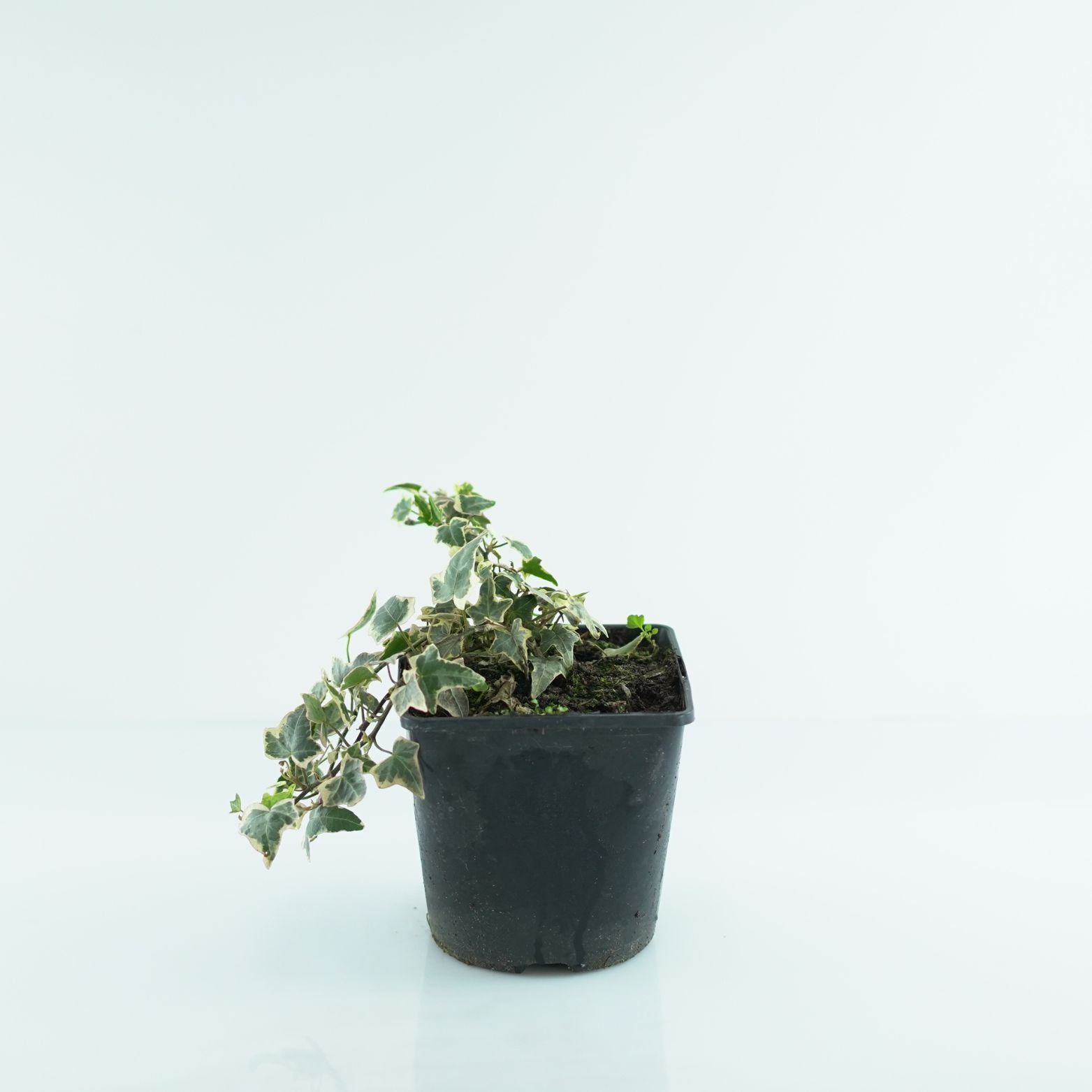 HEDERA HELIX 'Goldchild' Bluszcz pospolity