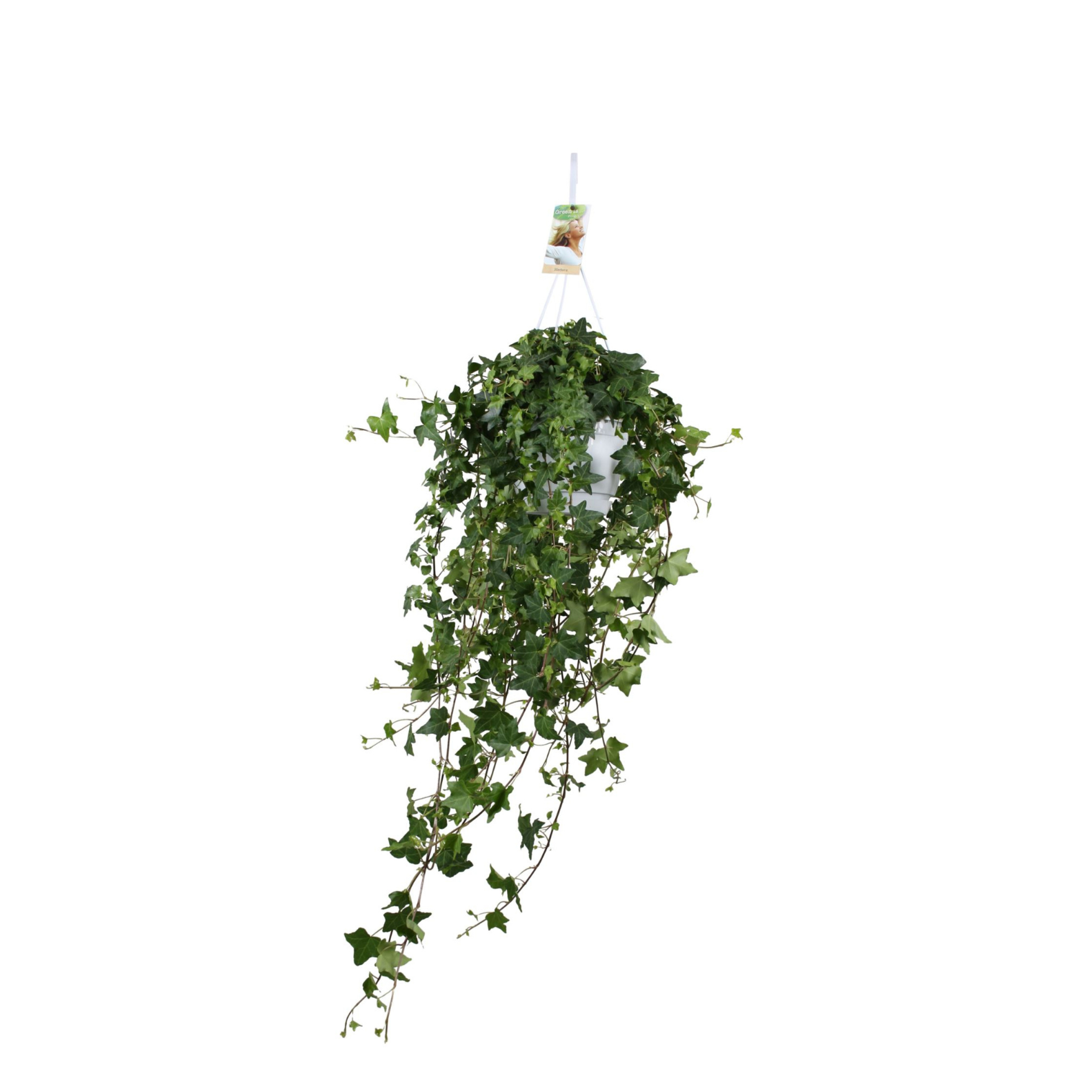 HEDERA HELIX 'PITTSBURG' Bluszcz pospolity