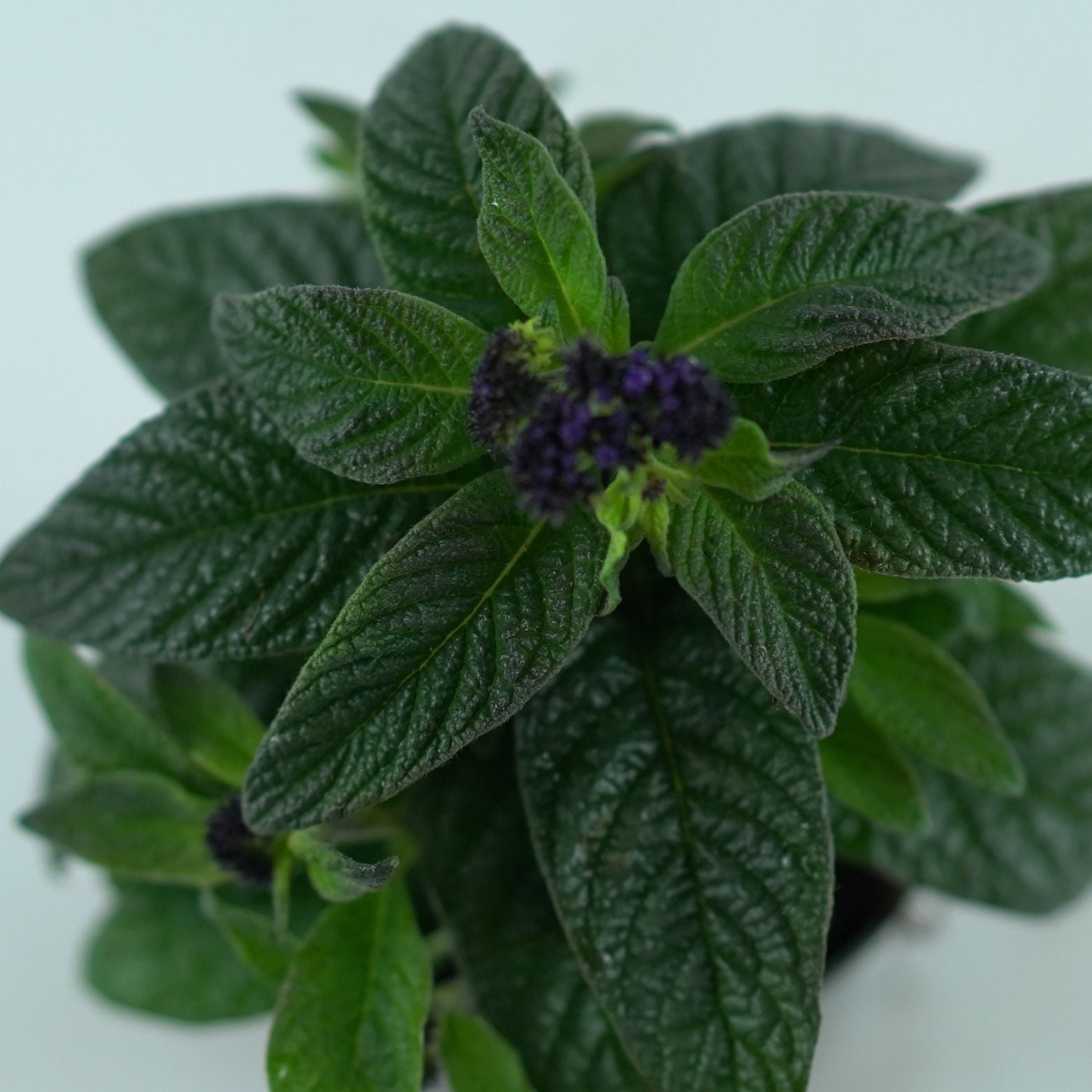 HELIOTROPIUM ARBORESCENS Heliotrop peruwiański