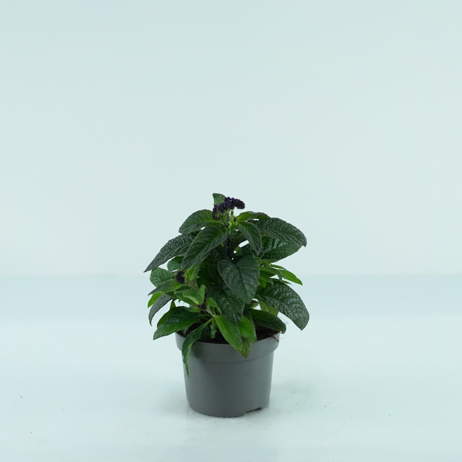 HELIOTROPIUM ARBORESCENS Heliotrop peruwiański