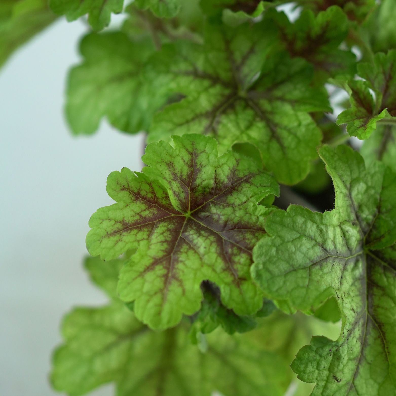 HEUCHERA HYBRIDA 'INDIAN SUMMER' Żurawka