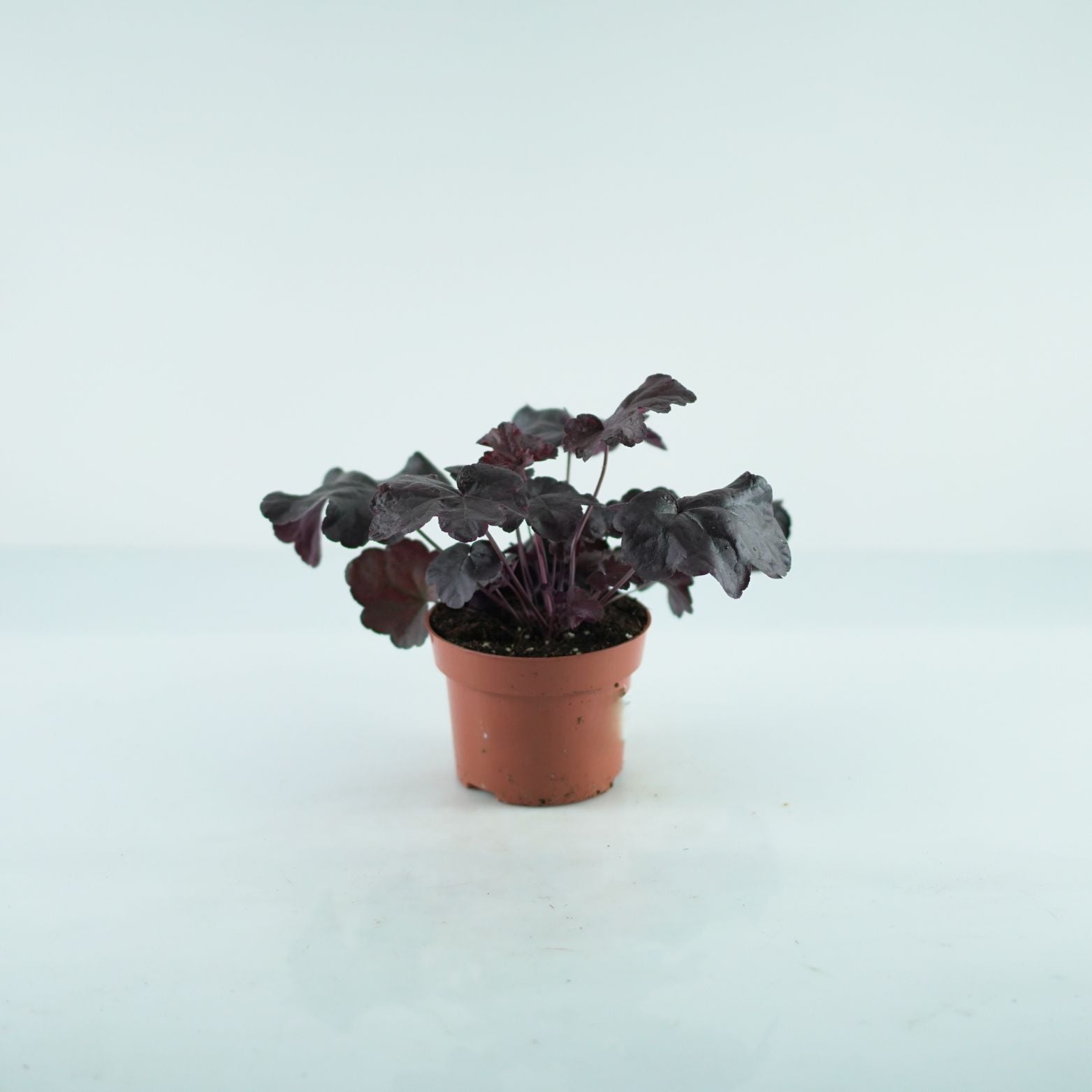 HEUCHERA HYBRIDA 'INDIAN SUMMER' Żurawka
