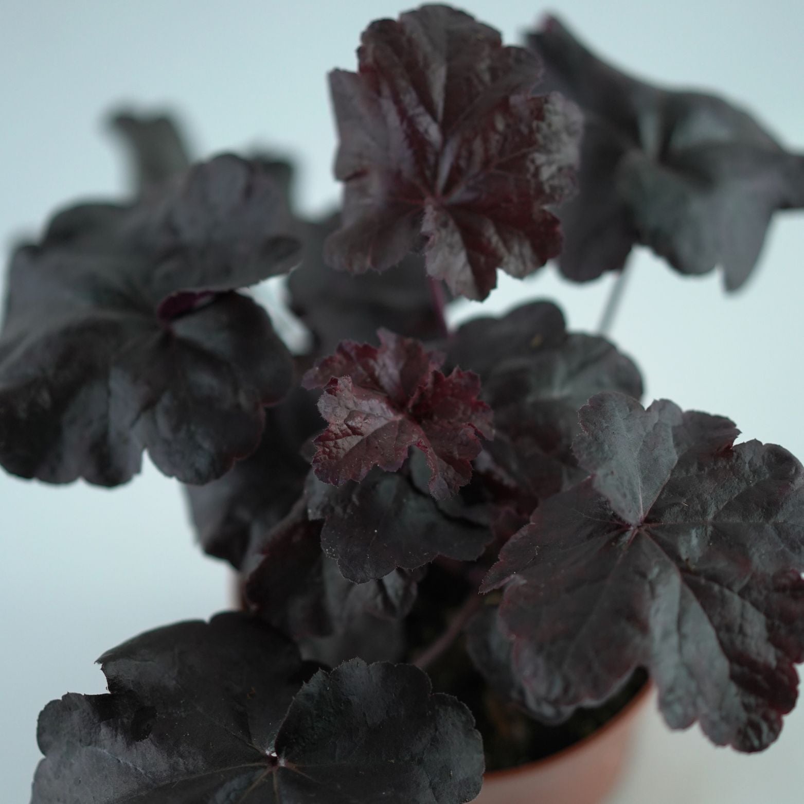 HEUCHERA HYBRIDA 'INDIAN SUMMER' Żurawka