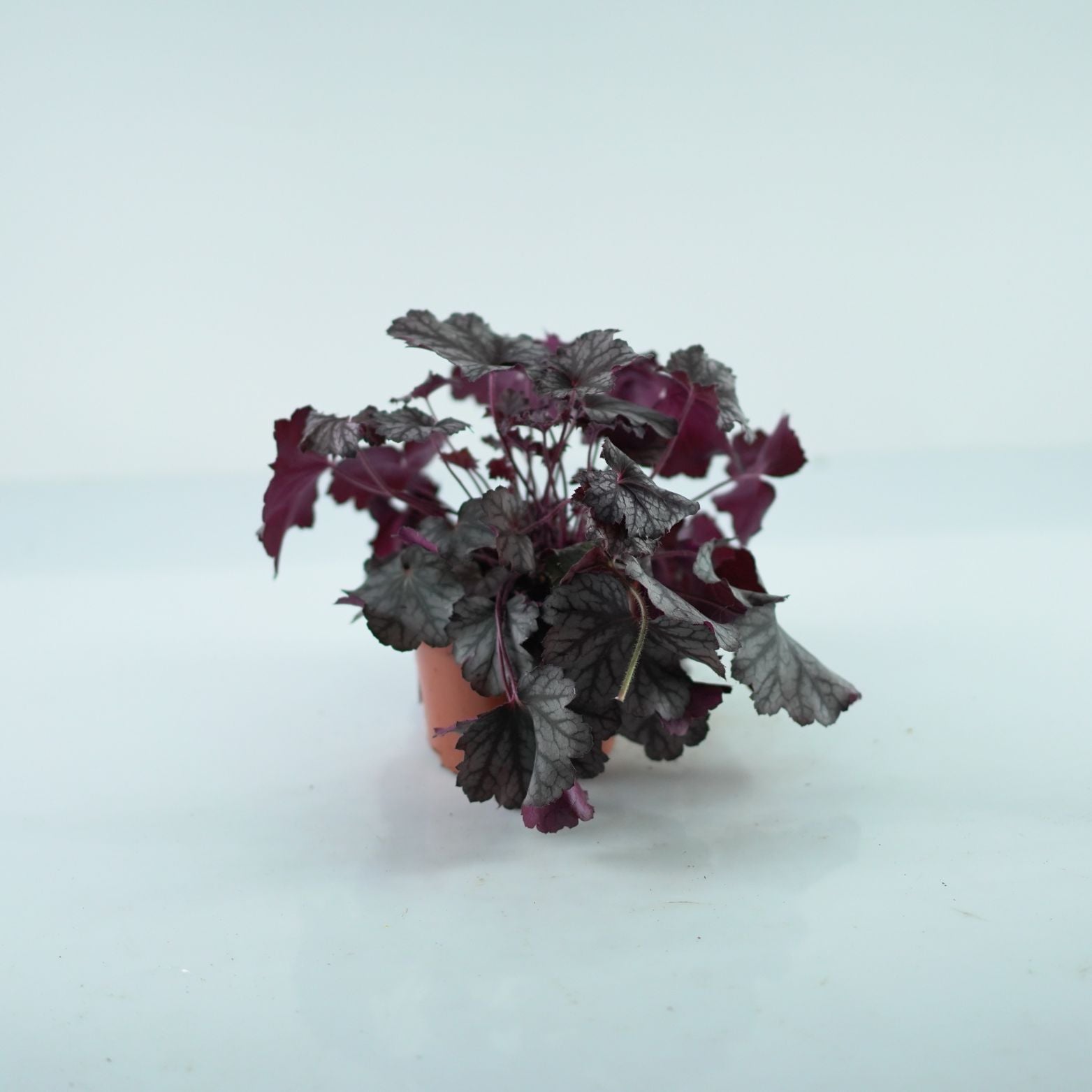 HEUCHERA HYBRIDA 'INDIAN SUMMER' Żurawka