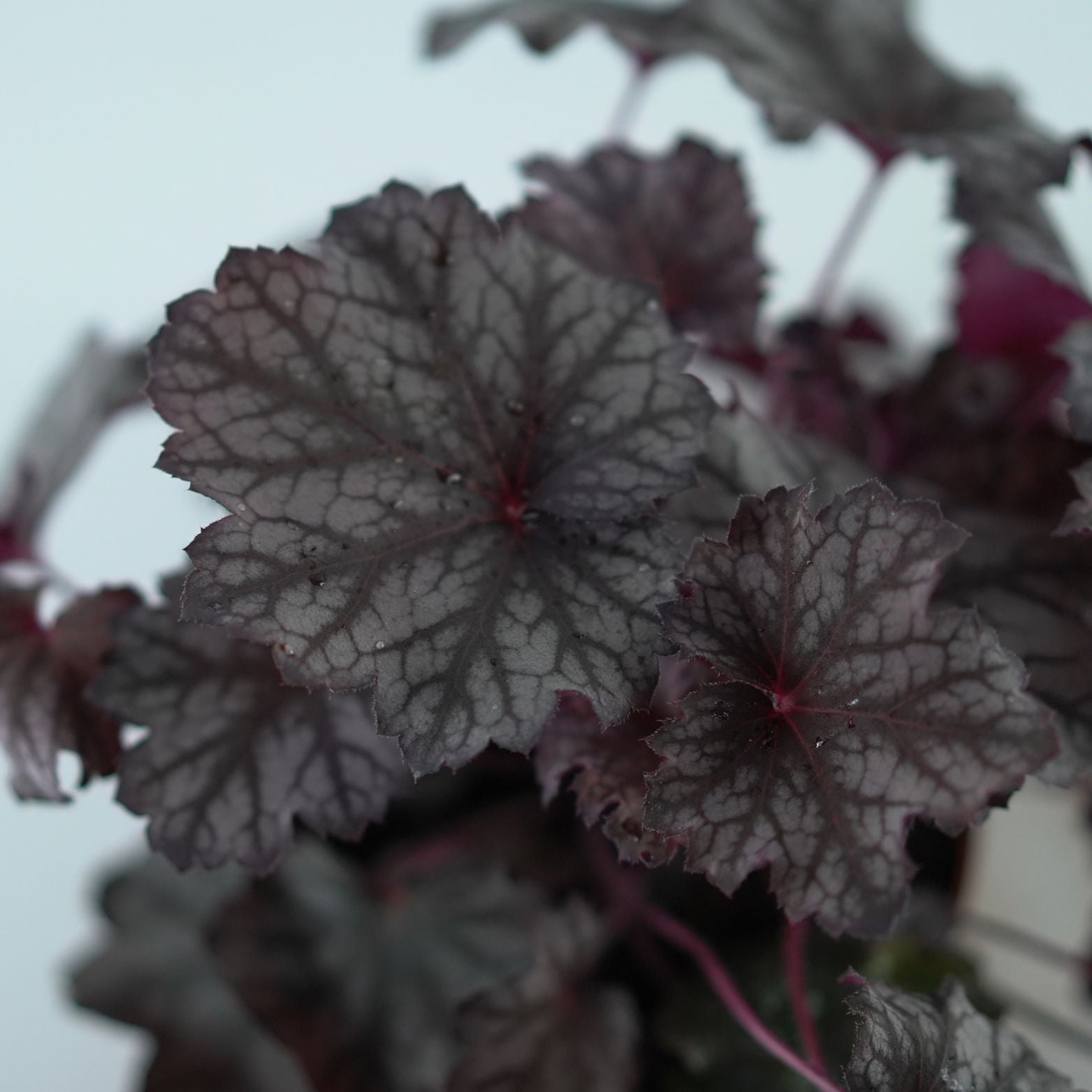 HEUCHERA HYBRIDA 'INDIAN SUMMER' Żurawka