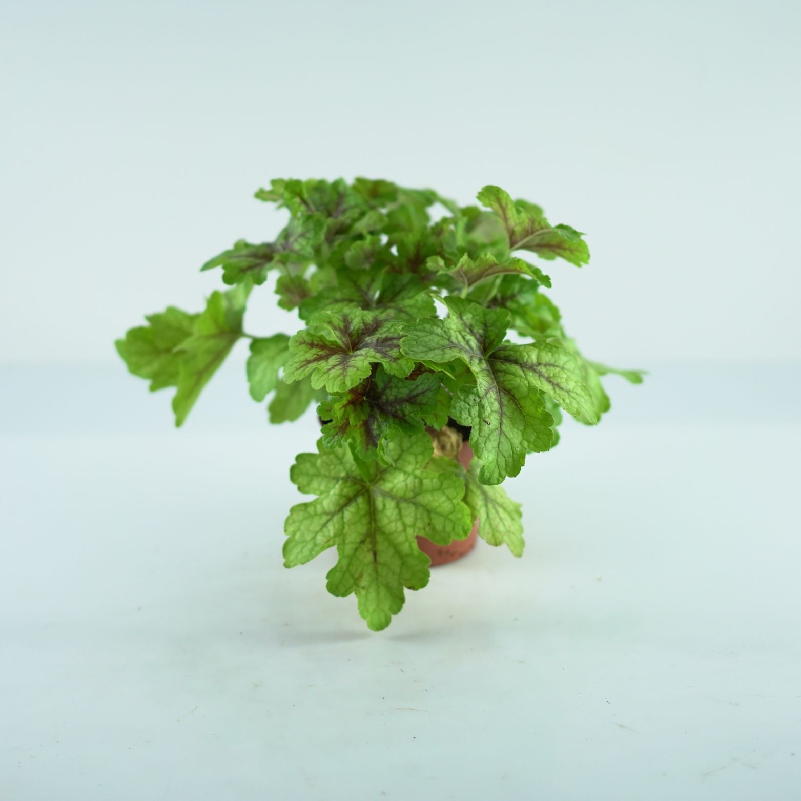 HEUCHERA HYBRIDA 'INDIAN SUMMER' Żurawka