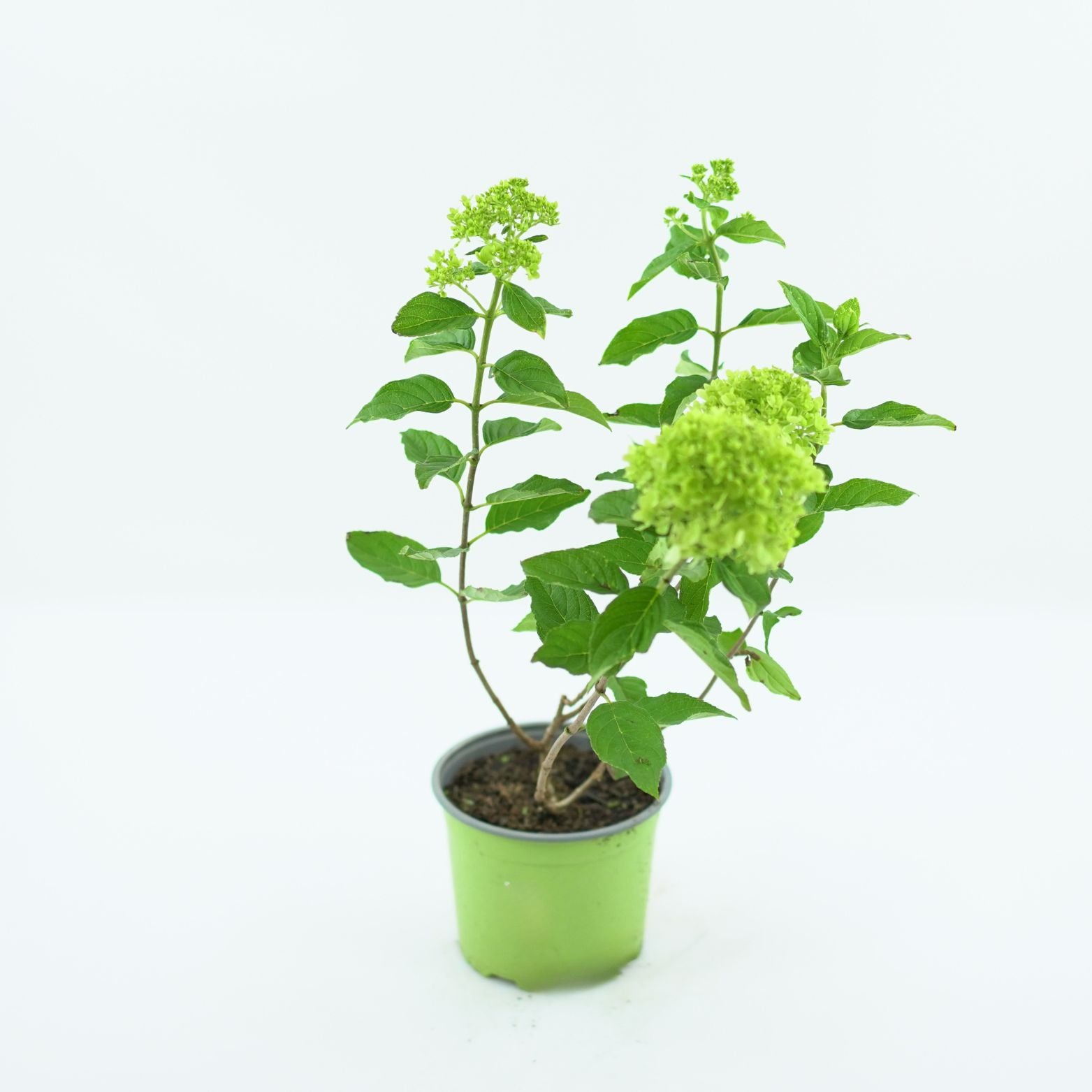 HYDRANGEA PANICULATA 'MOJITO' Hortensja bukietowa