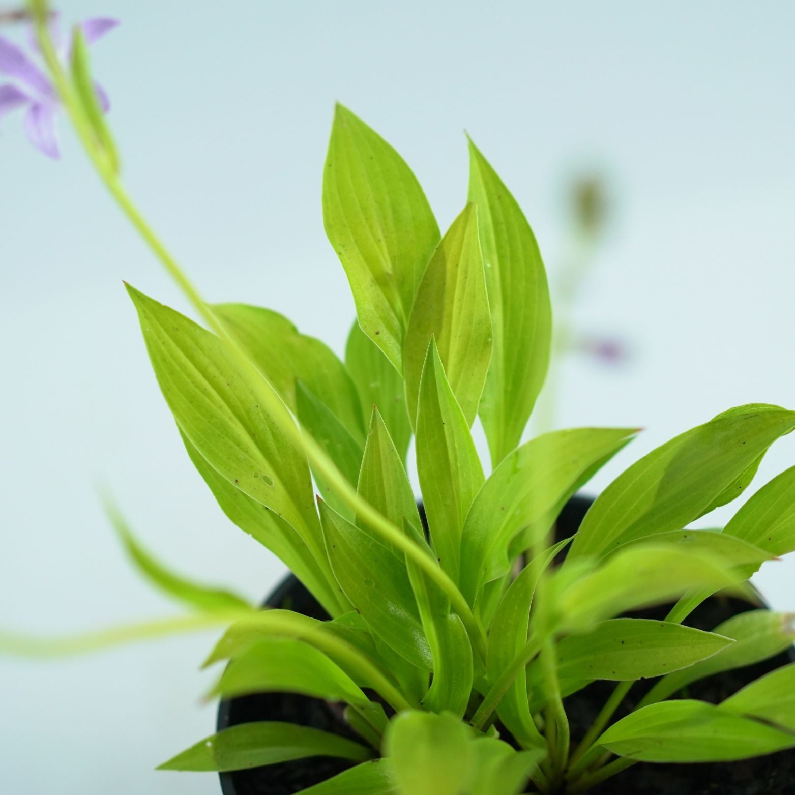 HOSTA 'Munchkin fire' Funkia