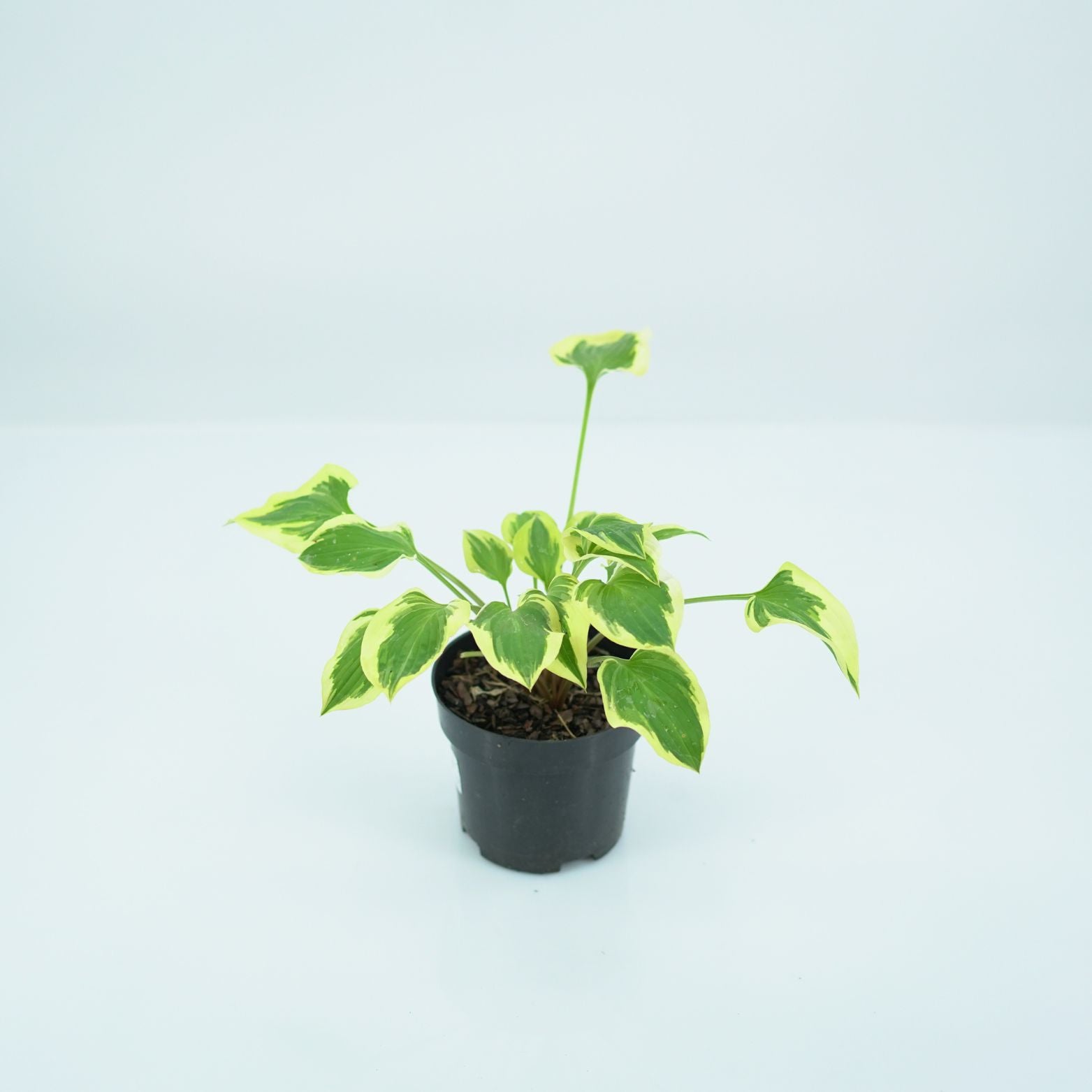 HOSTA 'PILGRIM' Funkia