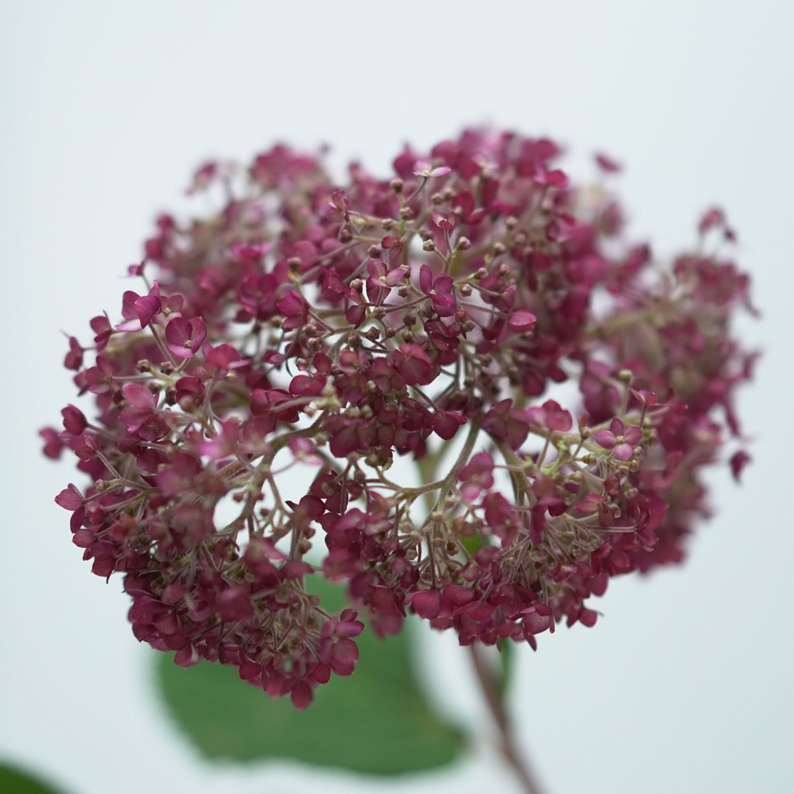 HYDRANGEA ARBORESCENS 'Pink Annabelle' 