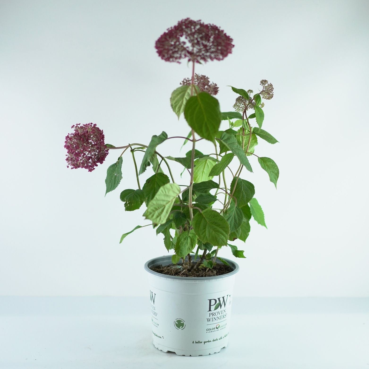 HYDRANGEA ARBORESCENS 'Pink Annabelle' 