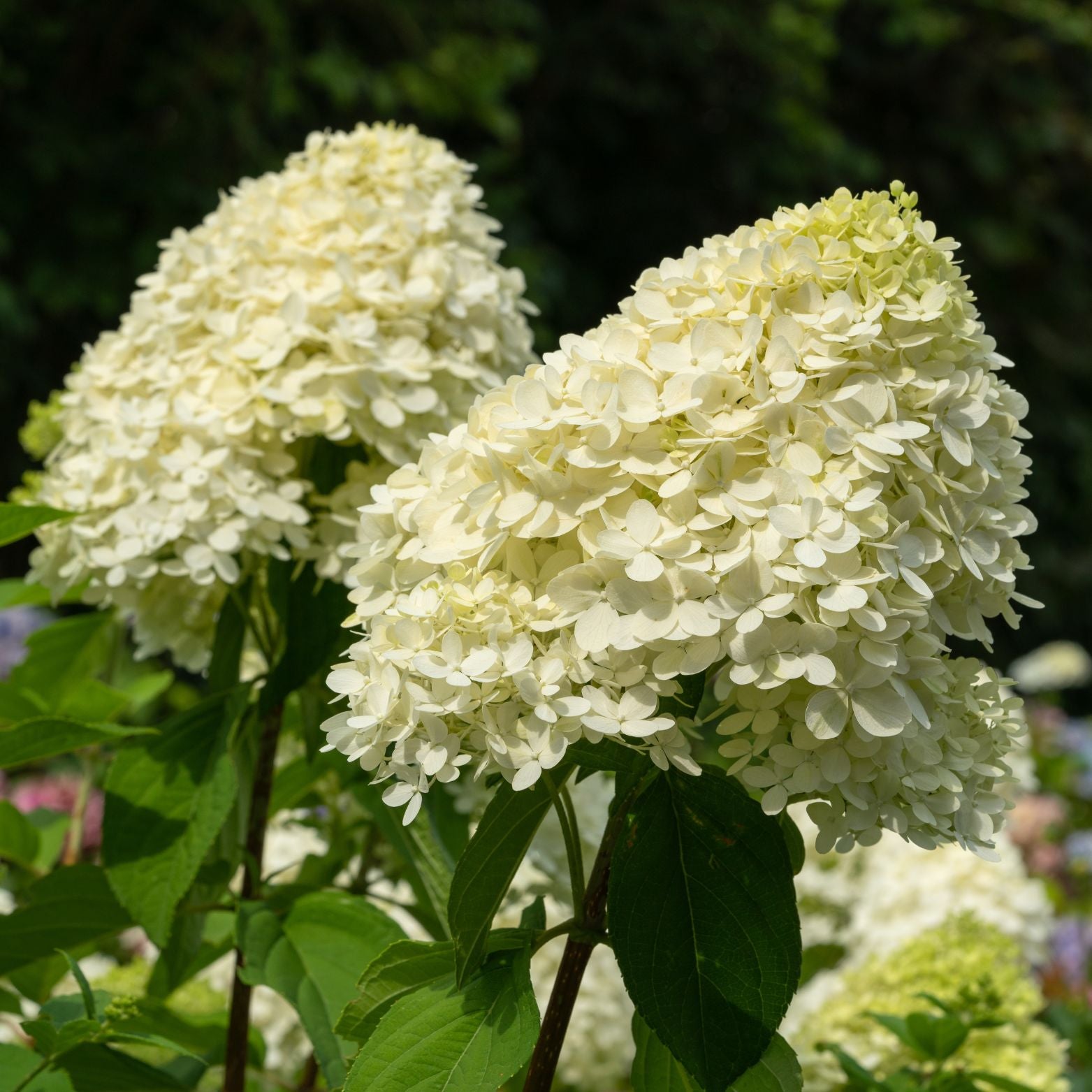 HYDRANGEA PANICULATA 'Little Spooky'