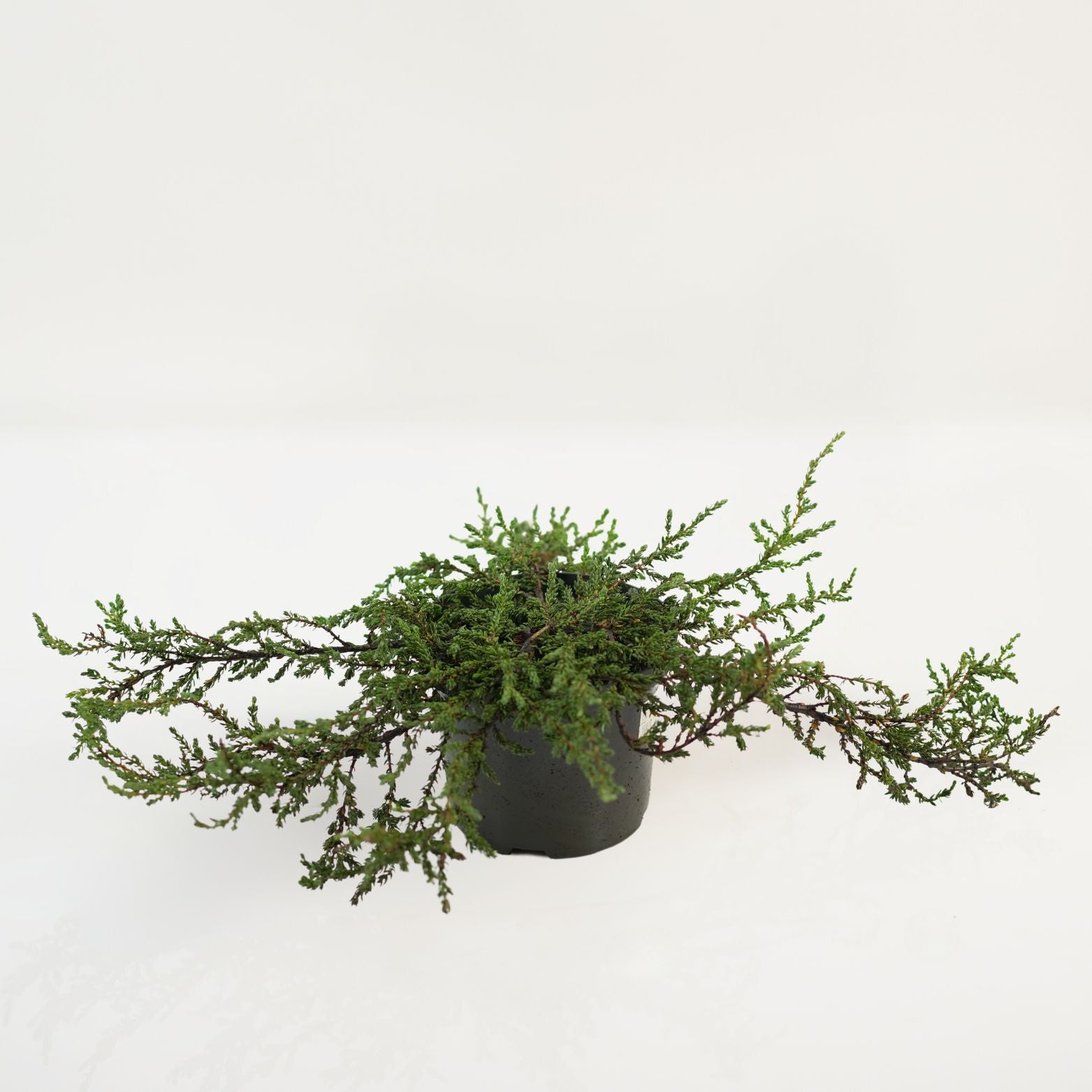 JUNIPERUS COMMUNIS 'RISTOL' Jałowiec pospolity