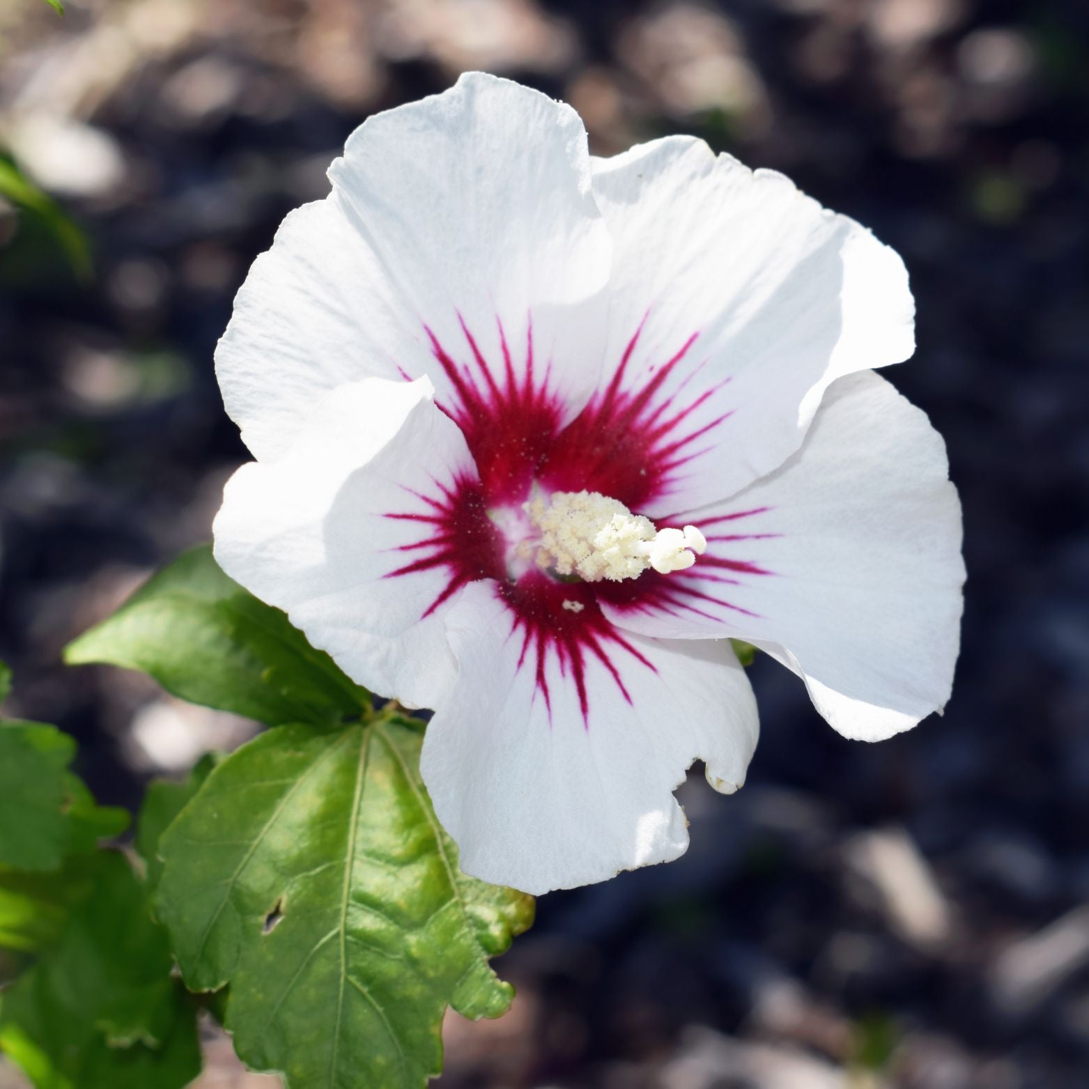 HIBISCUS SYRIACUS 'Red Heart' 