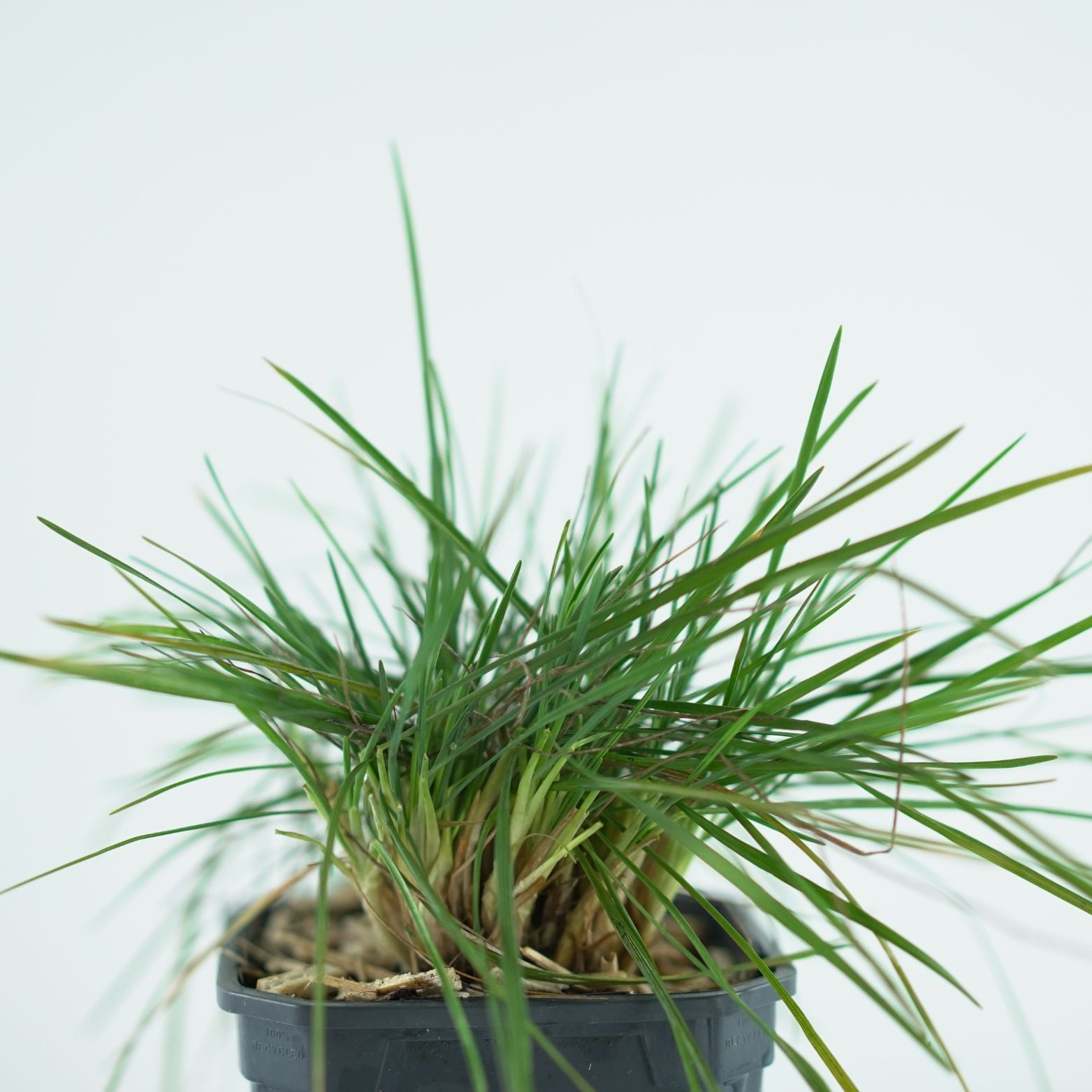 KOELERIA GLAUCA Strzęplica sina
