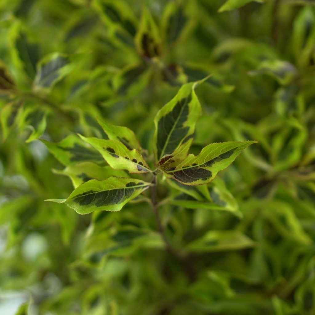 Weigela Florida 'Bubbly Wine' Krzewuszka