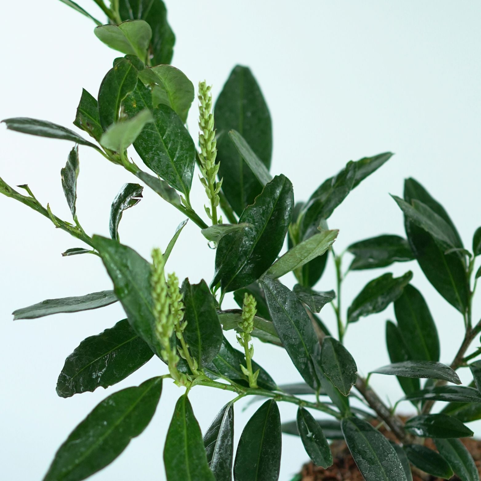 PRUNUS LAUROCERASUS 'OTTO LUYKEN' Laurowiśnia