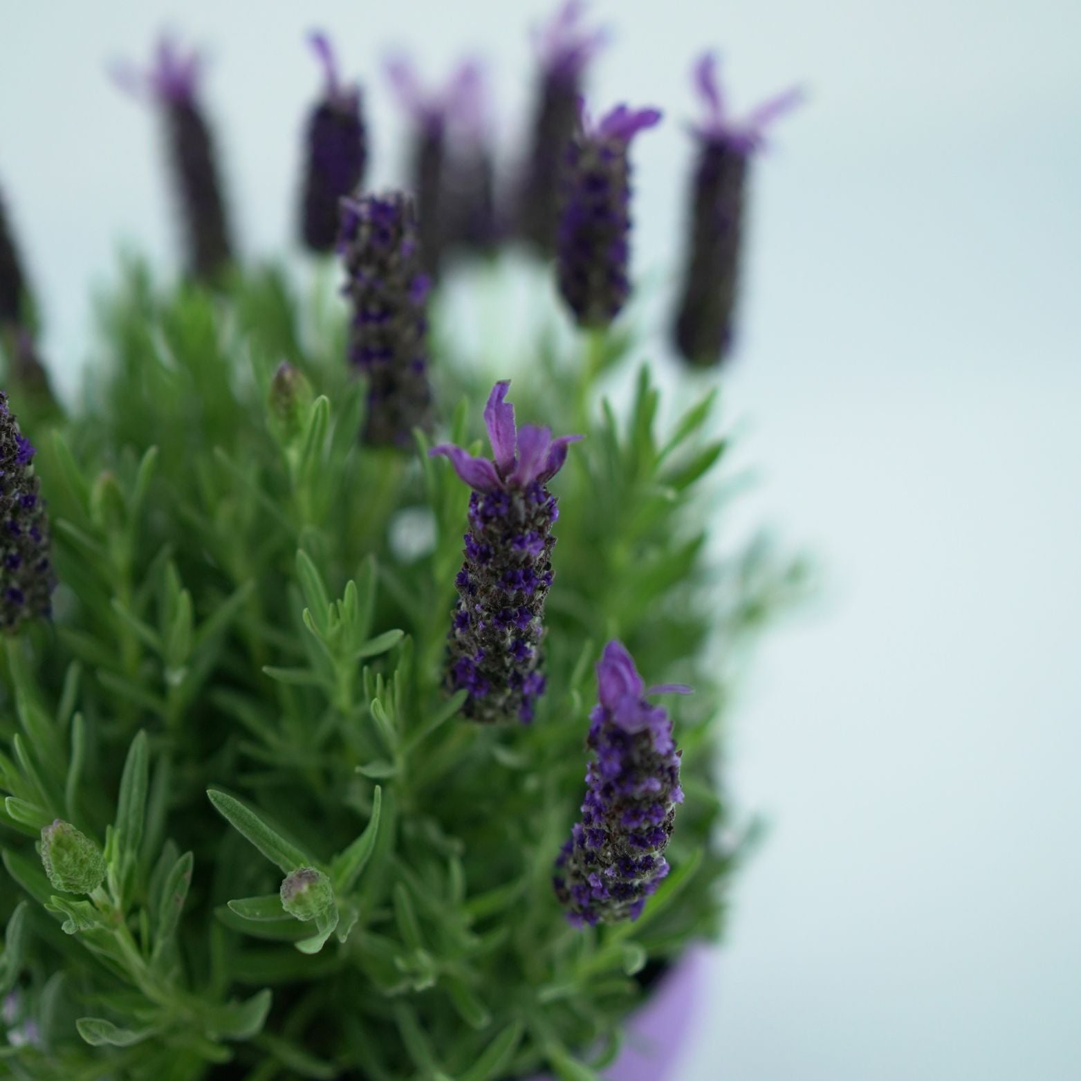 LAVANDULA STOECHAS 'Purple' Lawenda