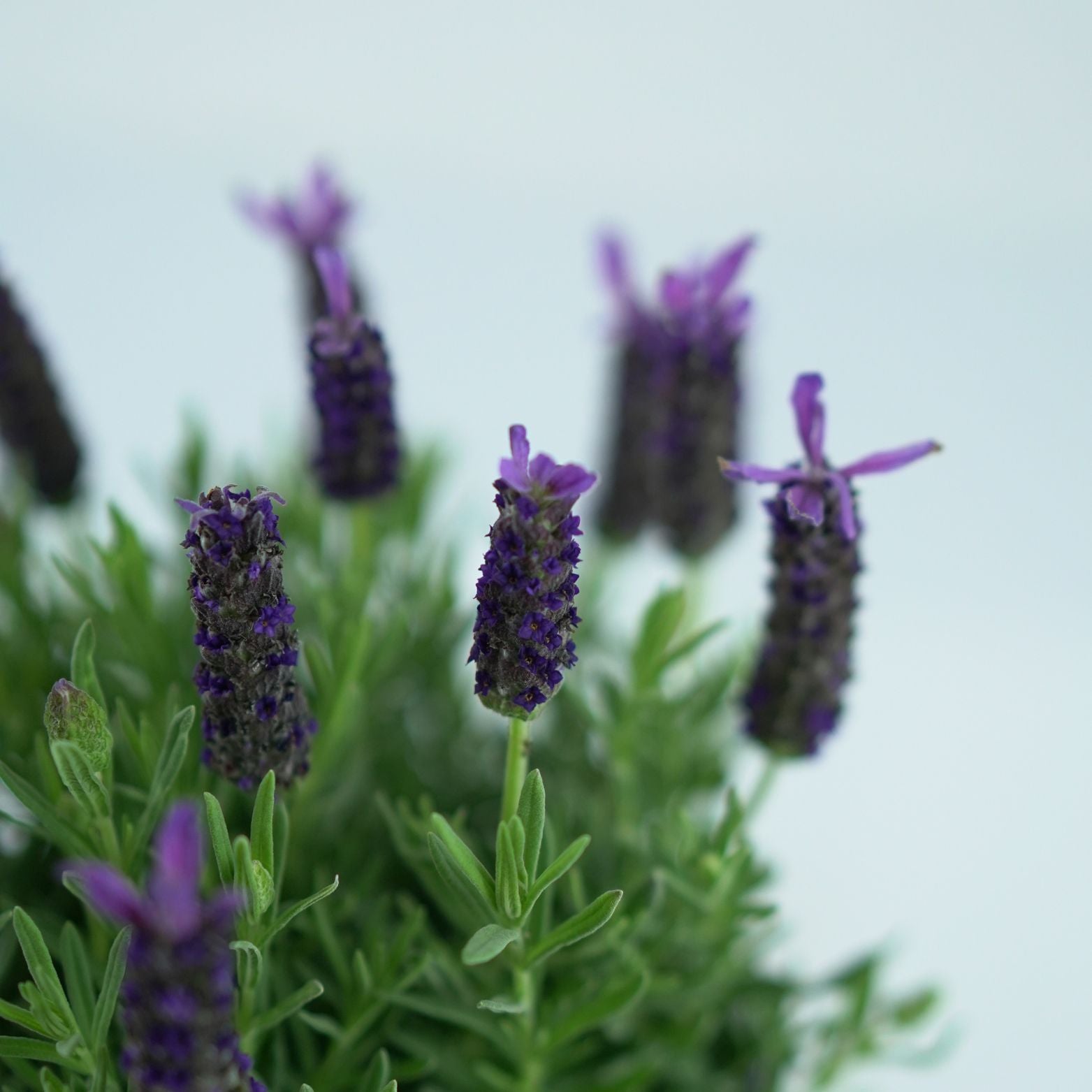 LAVANDULA STOECHAS 'Purple' Lawenda