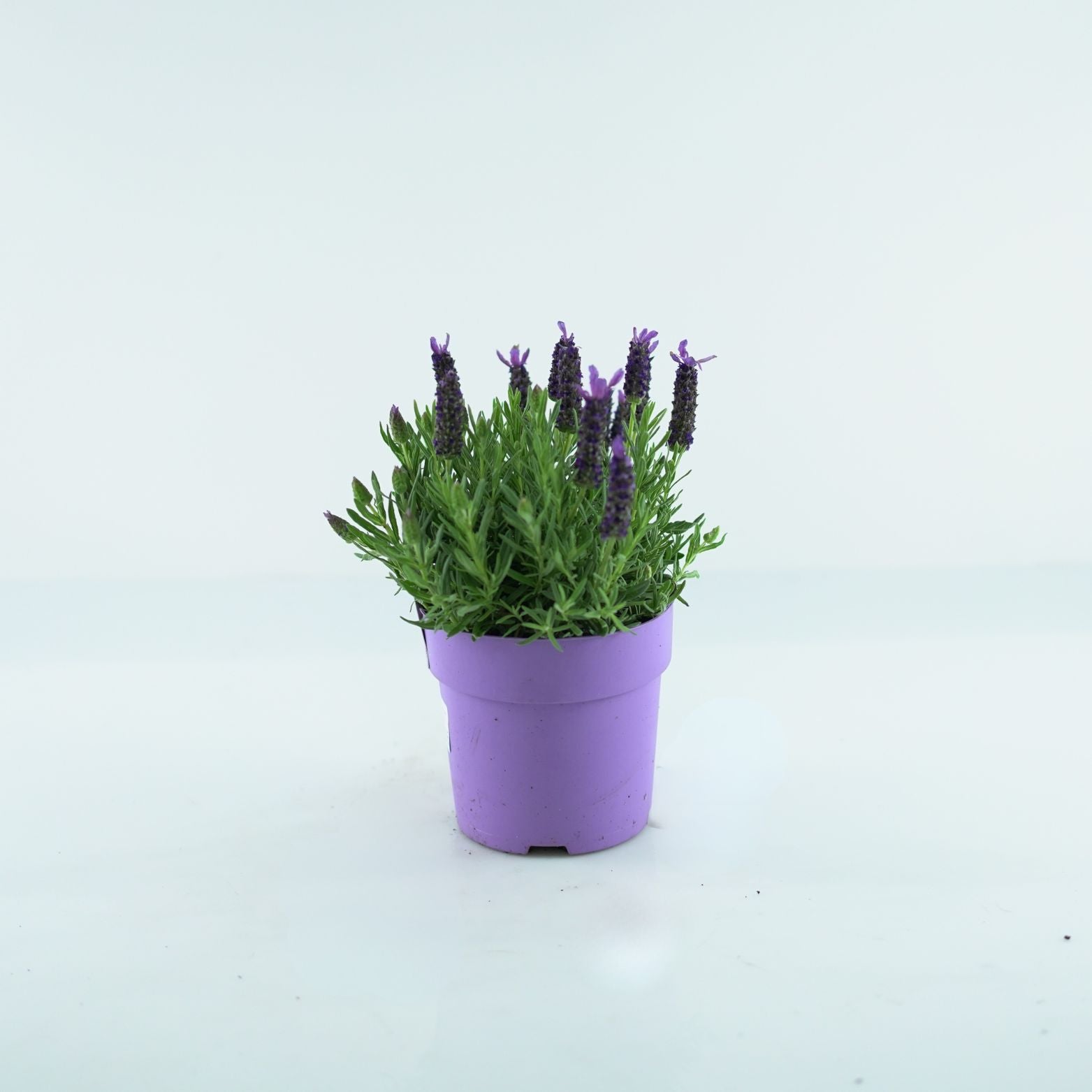 LAVANDULA STOECHAS 'Purple' Lawenda