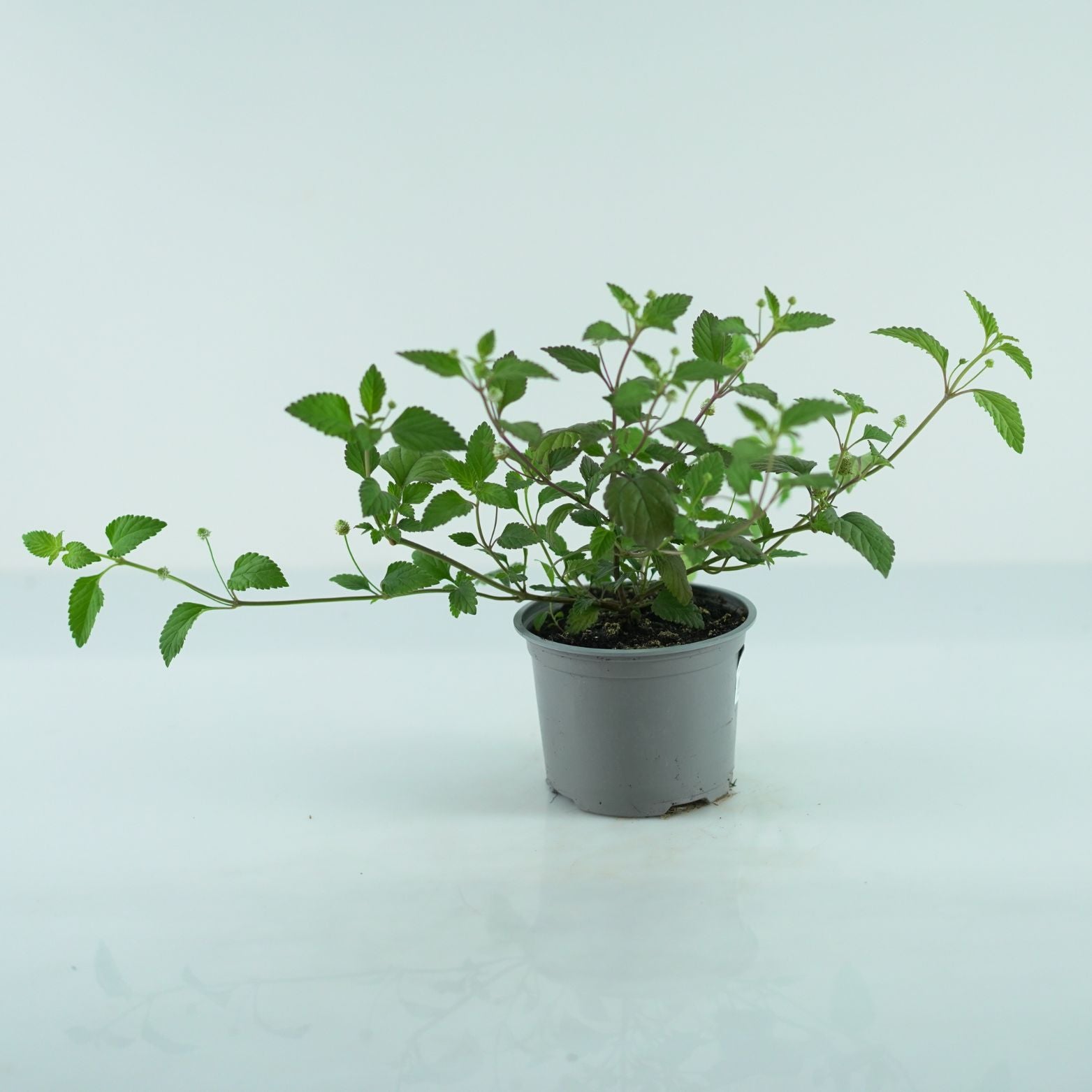 LIPPIA DULCIS Lippia słodka